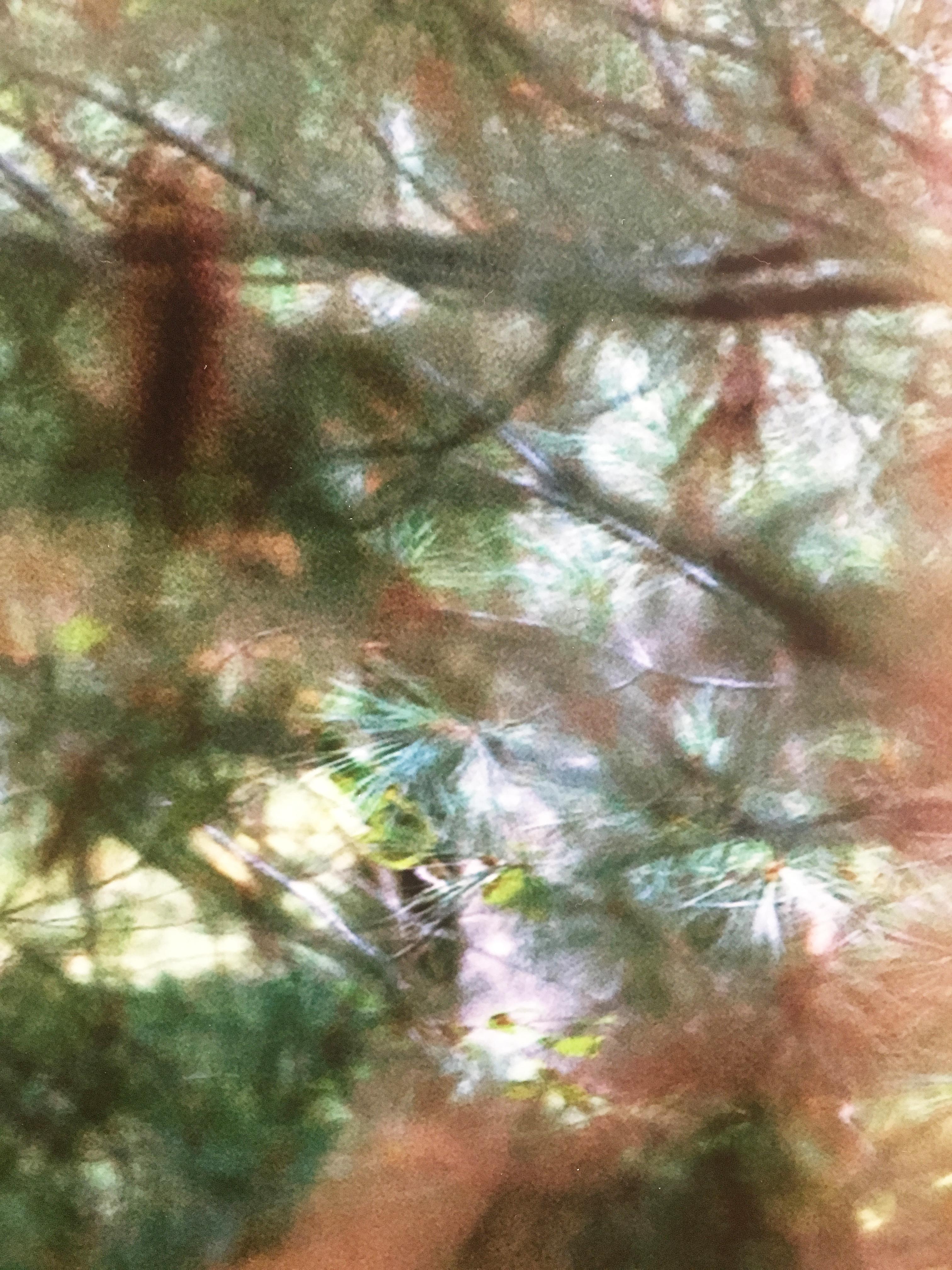 Abstract Nature Photograph by camera artist Susan Wides '8.31.15_4:45:54' For Sale 3