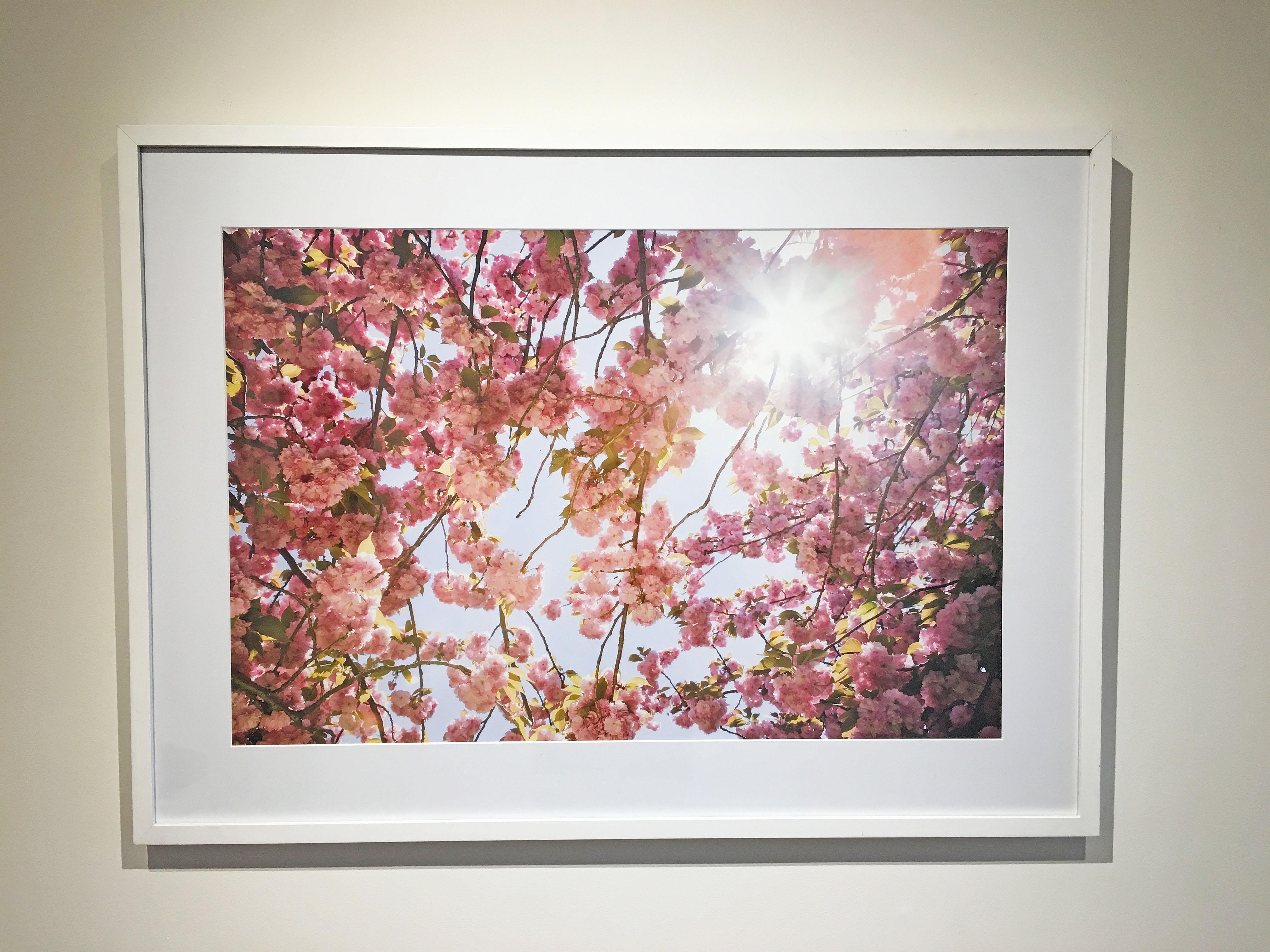 'Cherry Blossom 1' 2002 by Susan Wides. Chromogenic print, 20 x 30 in. / 27 x 37 in. (frame). This 2002 color photo features a close up view of several cherry tree branches and its flowering blooms in the landscape.  The Sun streams through the