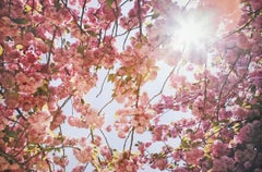 Fotografia naturalistica astratta di Susan Wides, "Cherry Blossom 1".