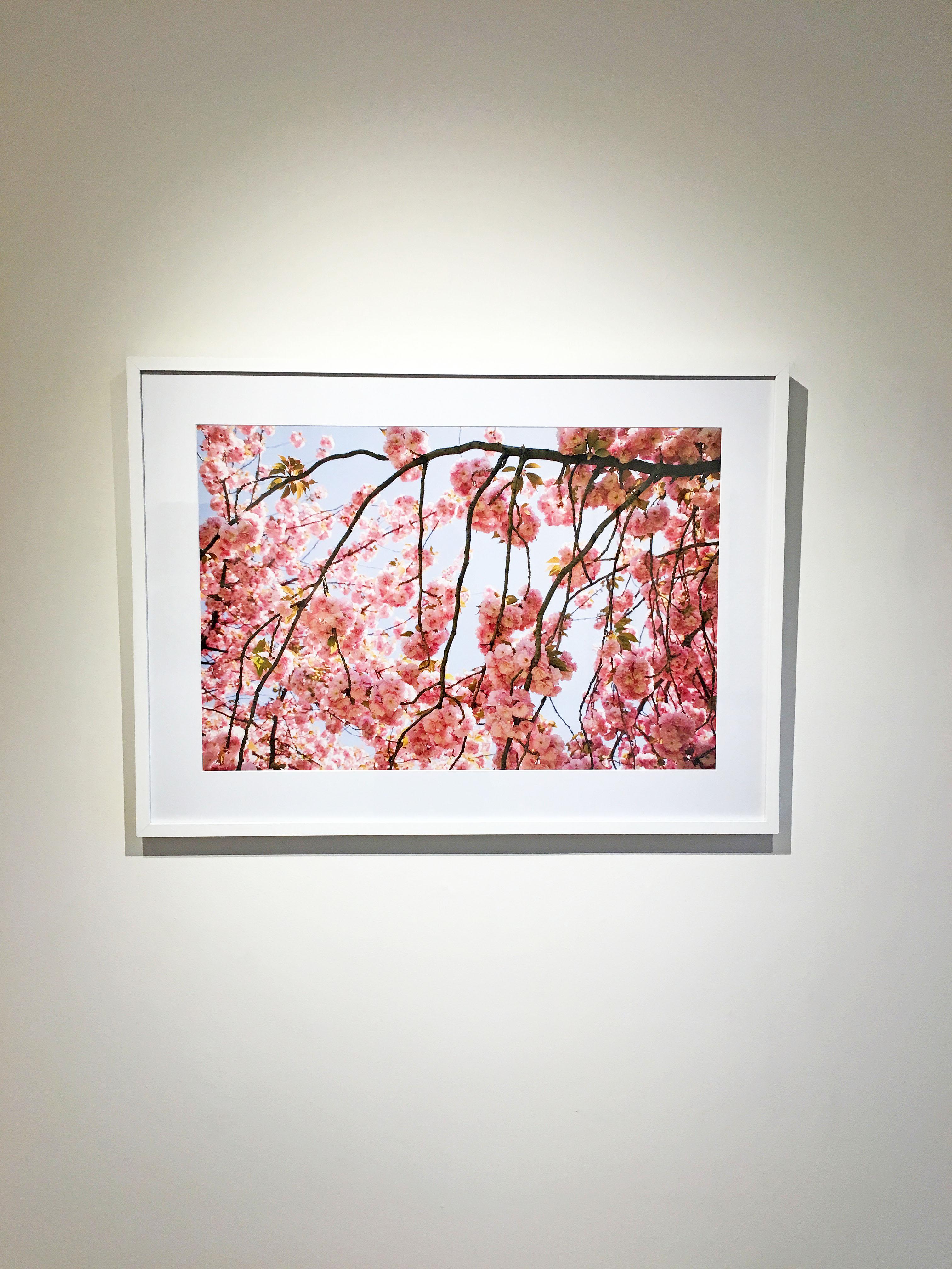 Photographie de nature abstraite de Susan Wides, « Cherry Blossom 2 » en vente 1