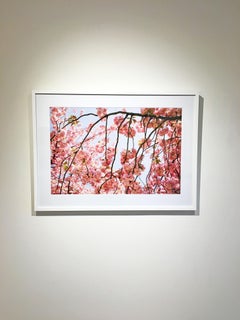 Abstrakte Naturfotografie von Susan Wides, „Cherry Blossom 2“