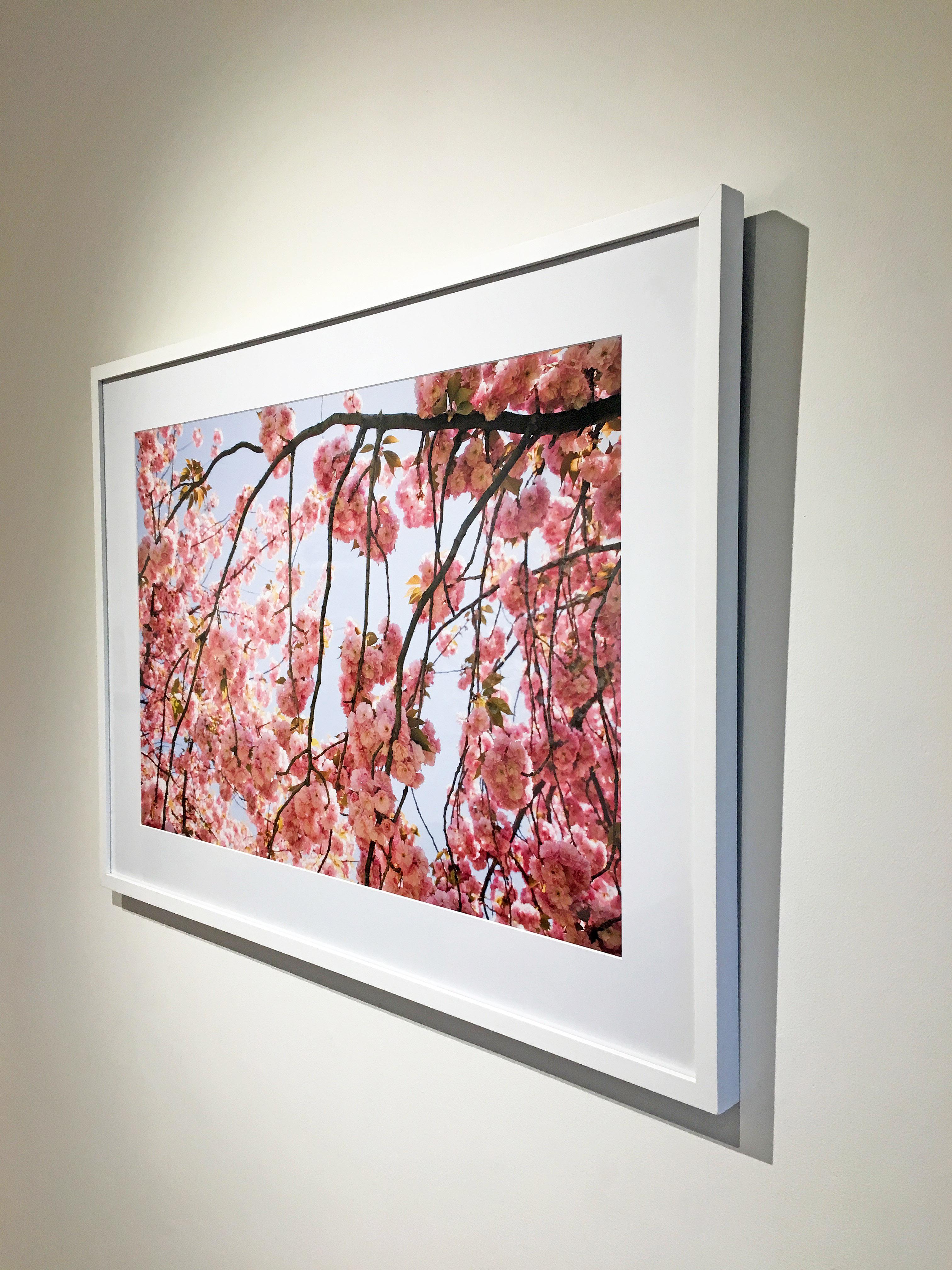'Cherry Blossom 2' 2002 by Susan Wides. Chromogenic print, 20 x 30 in. / 27 x 37 in. (frame). This 2002 color photo features a close up view of several cherry tree branches and its flowering blooms.  In a white frame.

NY photographer, Susan Wides,