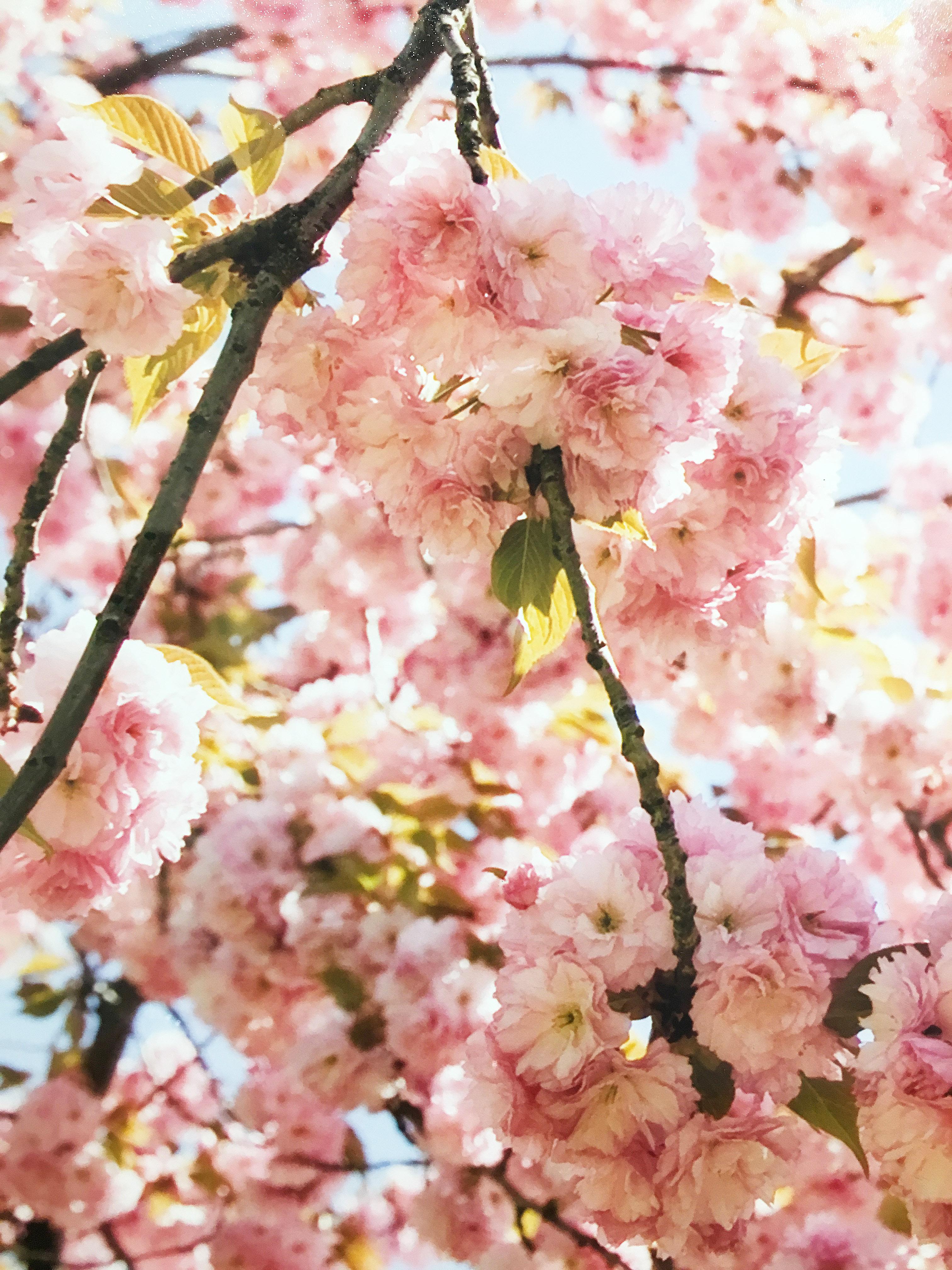Photographie de nature abstraite de Susan Wides, « Cherry Blossom 2 » en vente 4