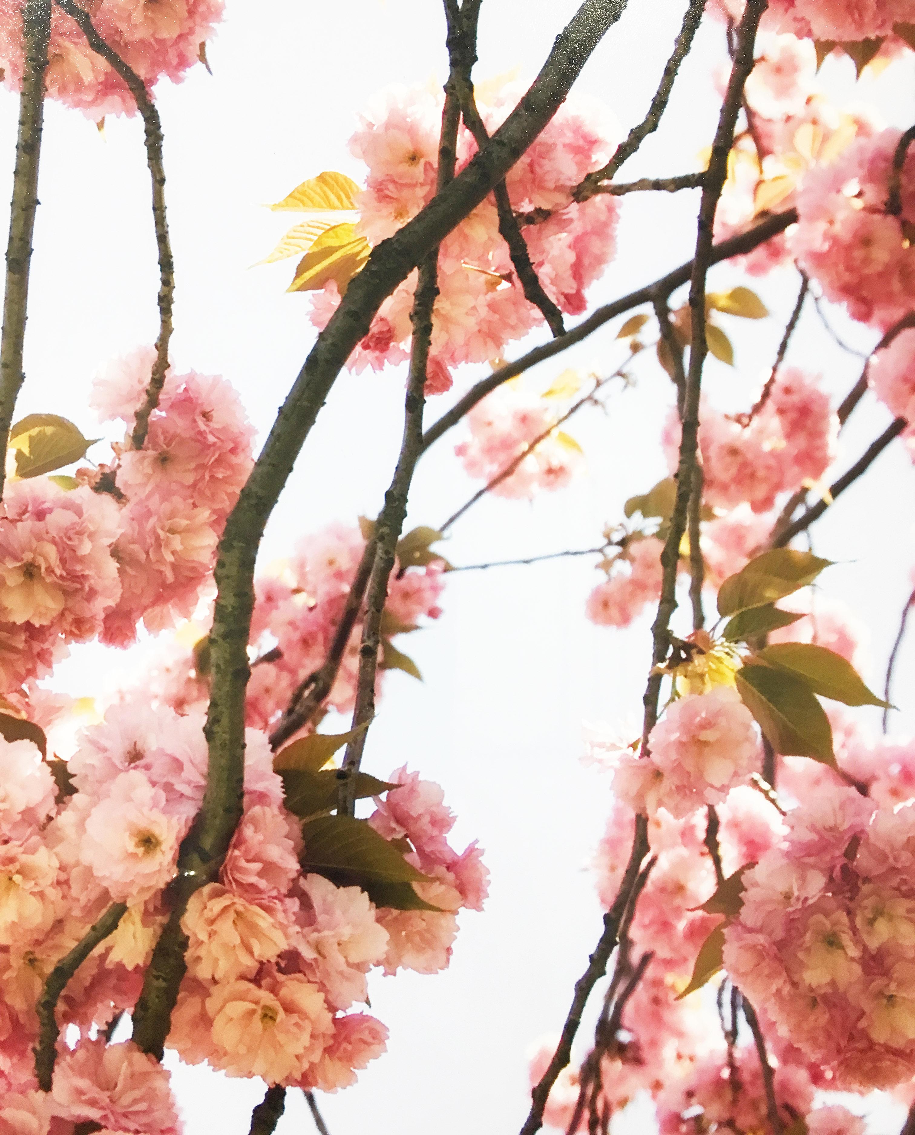 Photographie de nature abstraite de Susan Wides, « Cherry Blossom 2 » en vente 5