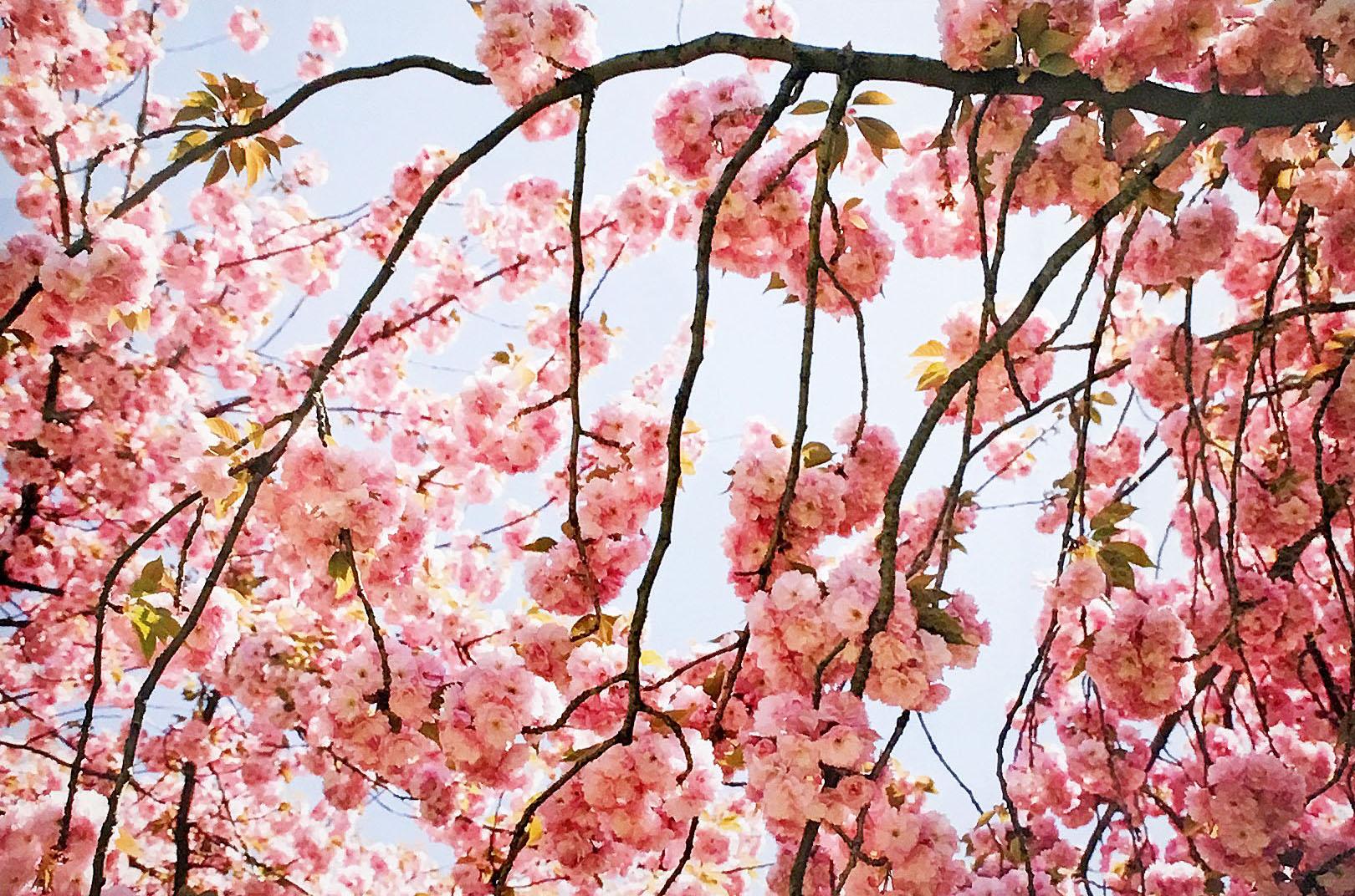 Cherry Blossom 2" 2002 par Susan Wides. Épreuve chromogène, 20 x 30 po. / 27 x 37 in. (cadre). Cette photo couleur de 2002 présente une vue rapprochée de plusieurs branches de cerisiers et de leurs fleurs.  Dans un cadre blanc.

La photographe