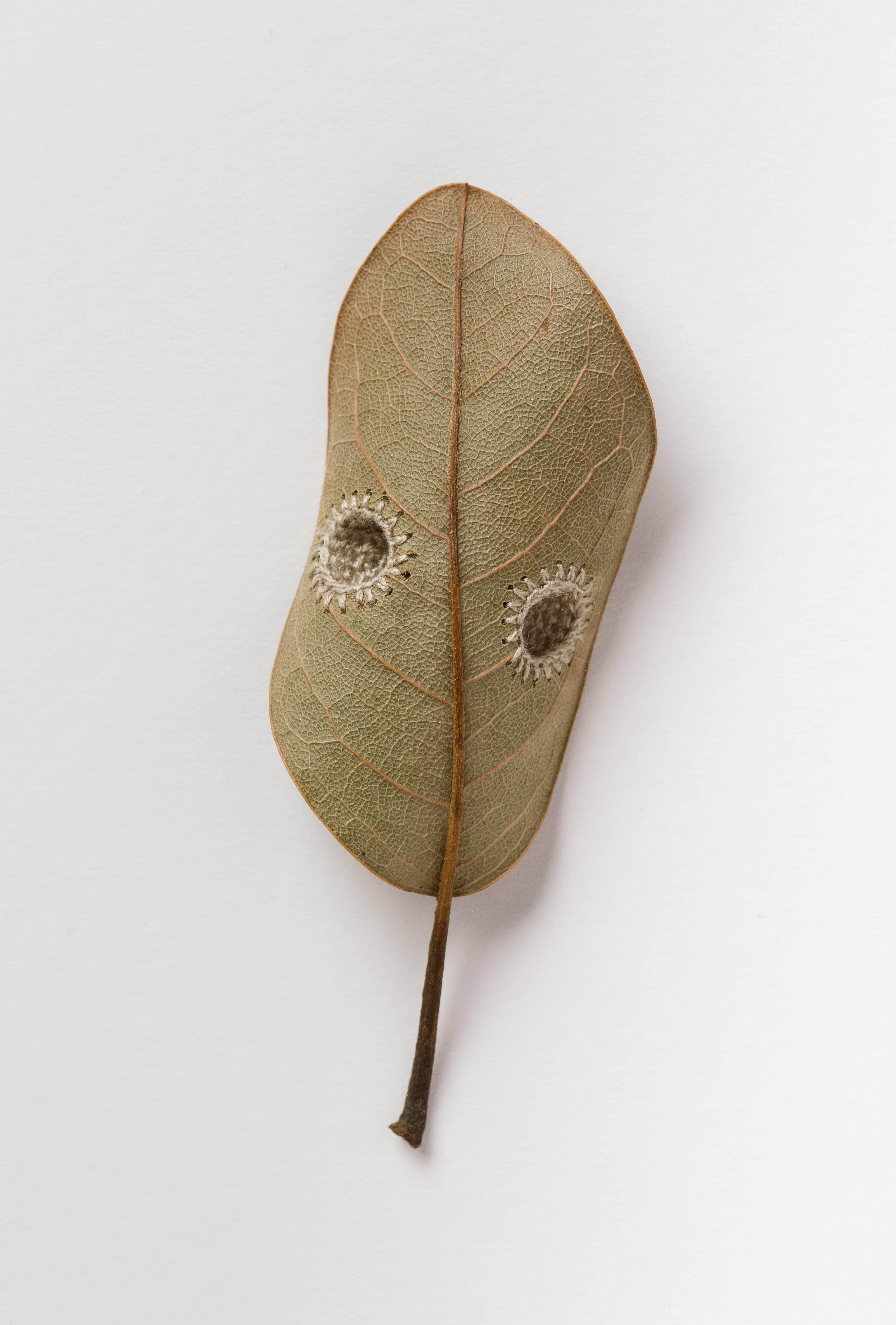 Item description:
Susanna Bauer
Collection
Platanus, Magnolia, Ginkgo leaves, cotton yarn on paper
15 x 15 inches
2018

Framed in natural wood  white bleached color with museum glass

Susanna Bauer is a German mid career leaf artist based in the UK.