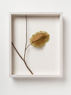 Spring Song VIII- contemporary crochet dried magnolia leaf nature art framed