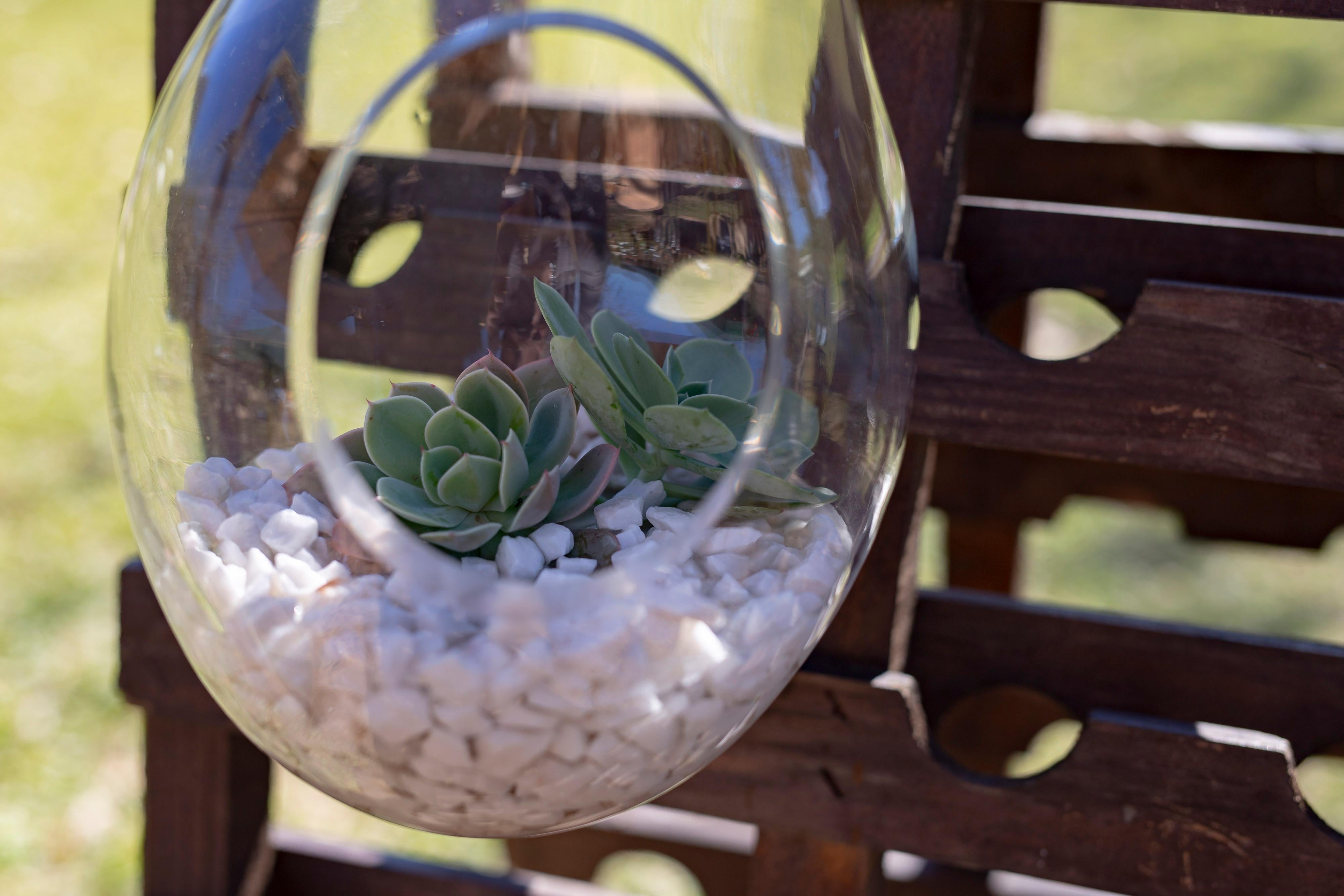 Suspended Terrarium Nest Small Cupola, Brazilian Wood, Glass and Sisal im Angebot 1