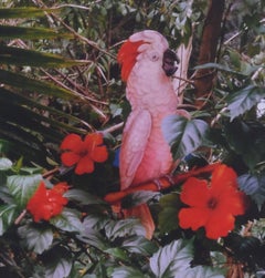 Oiseau et hibiscus
