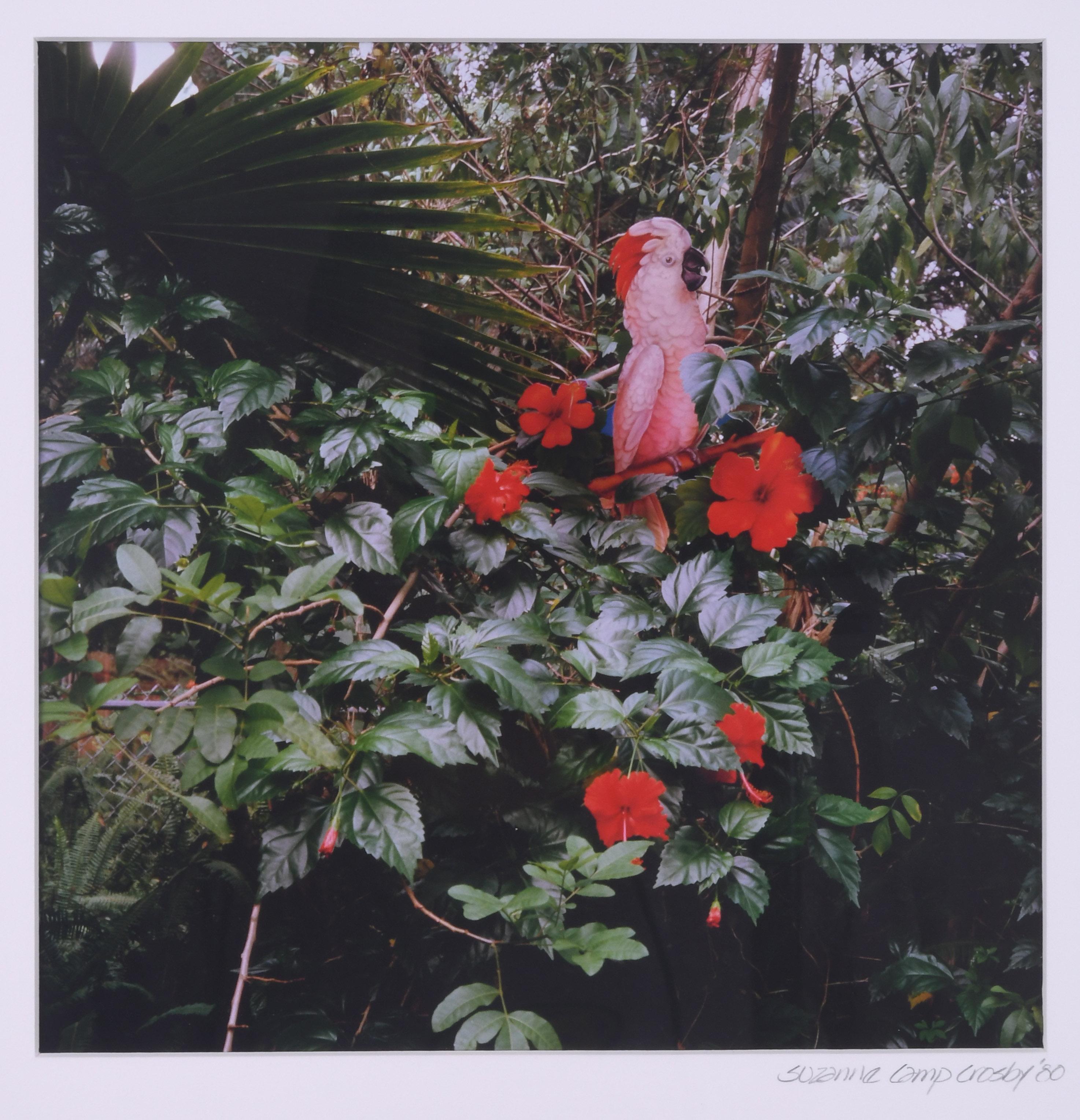 Suzanne Camp Crosby Landscape Photograph - Bird and Hibiscus