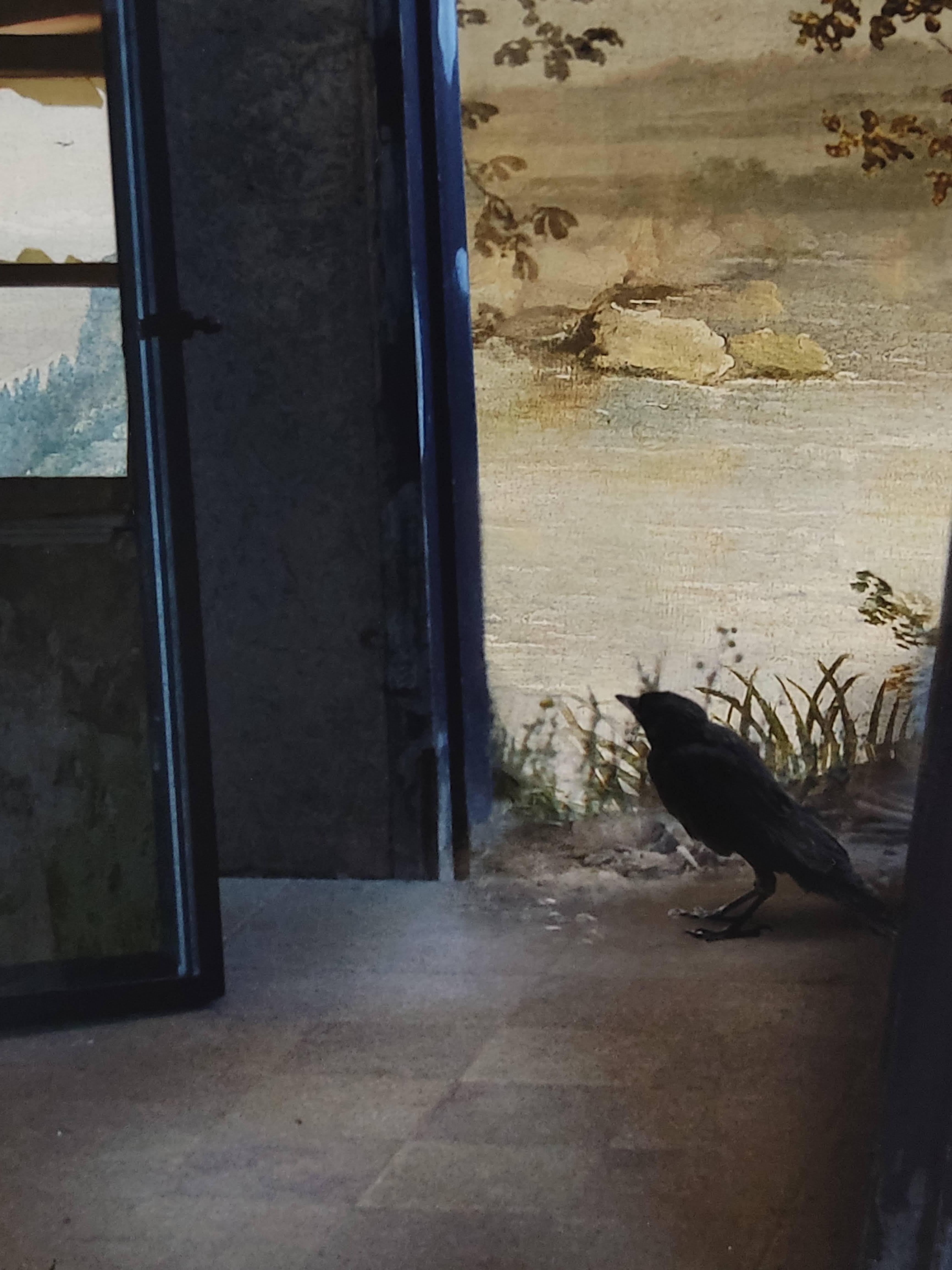 Porta, spazio interno, stampa con pigmenti d'archivio, edizione di 15, uccello, specchio - Photograph di Suzanne Moxhay