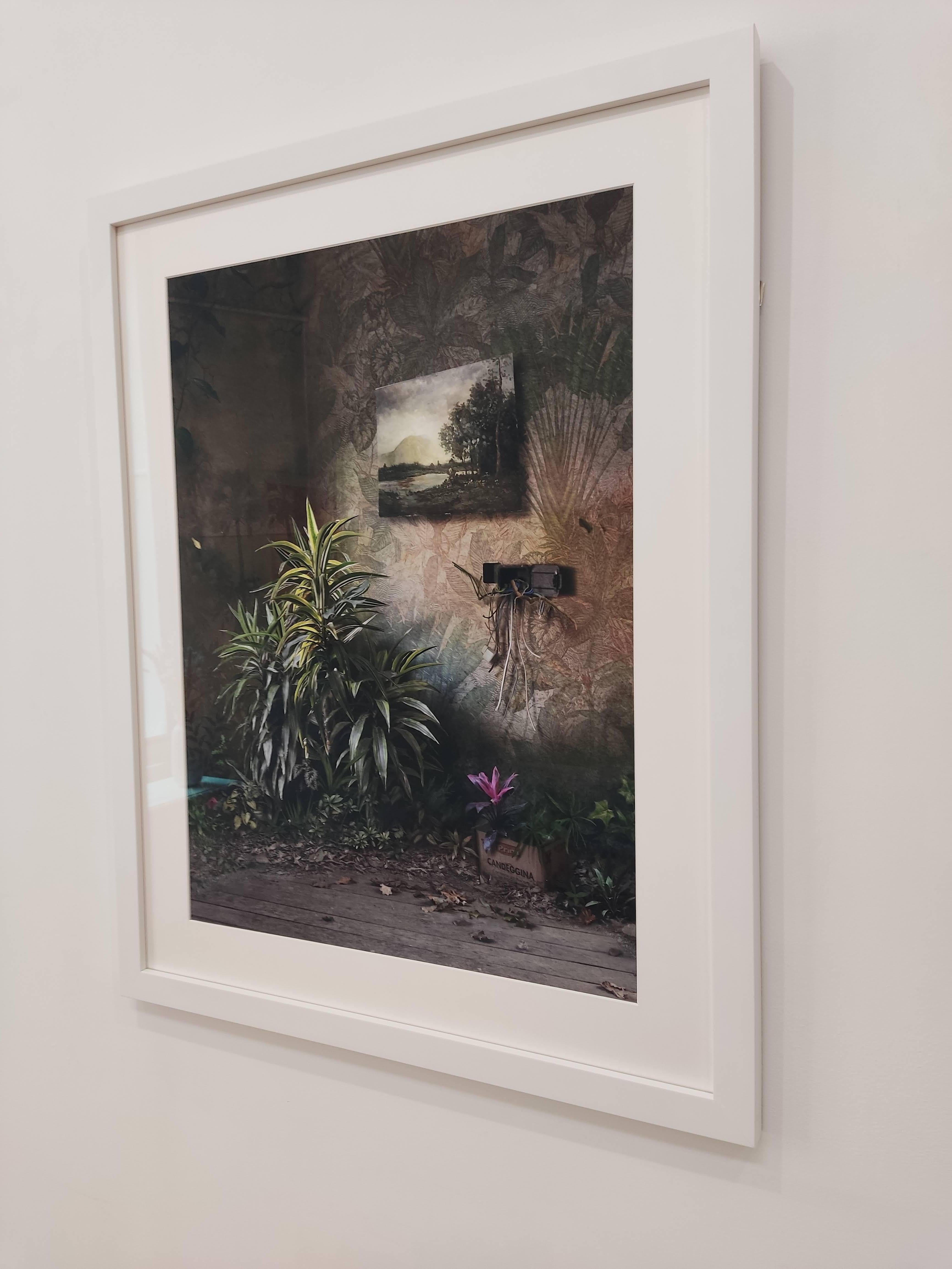 Híbrido, Fotografía de Interiores, Plantas, Naturaleza - Landscape Photograph Negro de Suzanne Moxhay