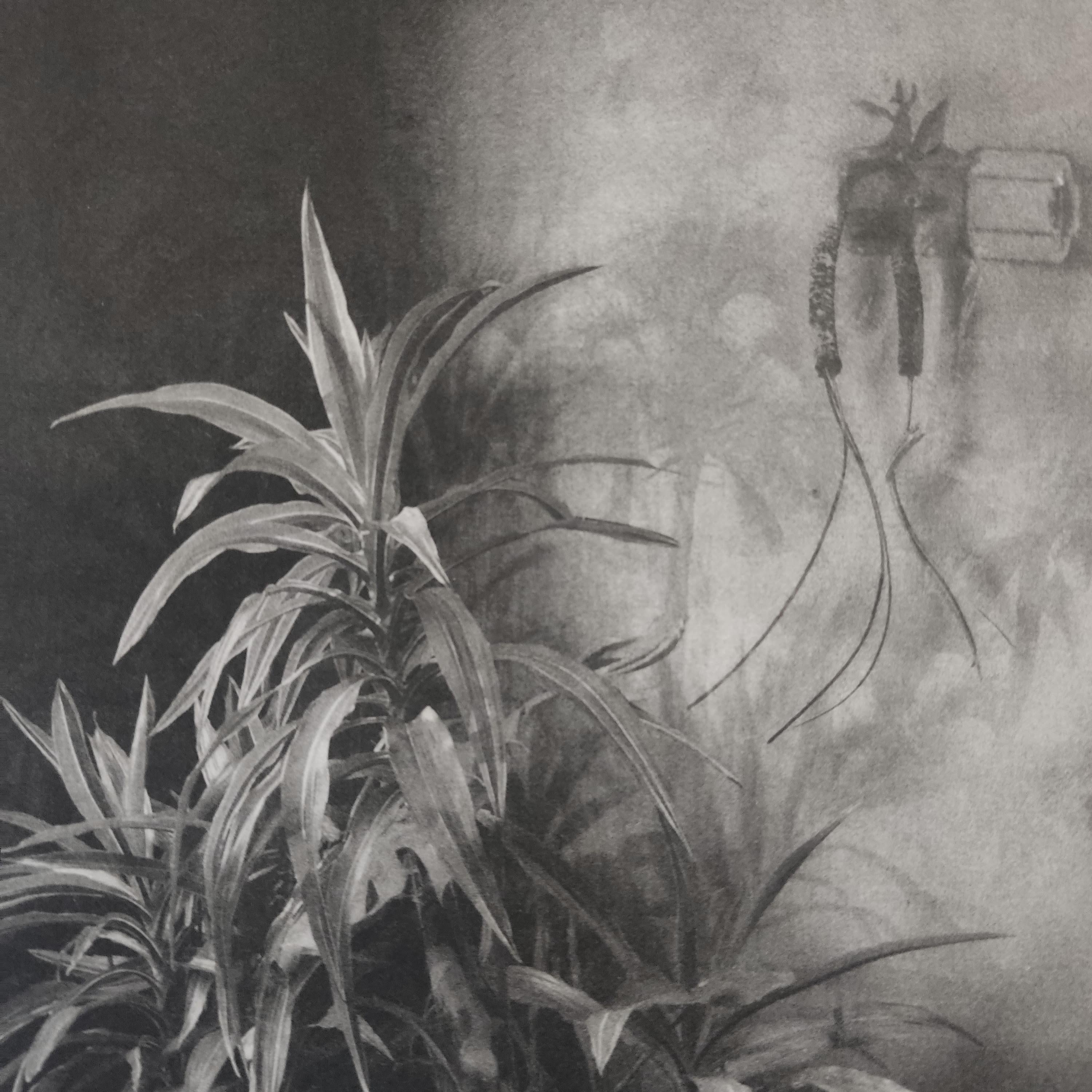 Vegetation unter Fenstern, Interieurfotografie, Fotomontage, Radierung, Pflanzen – Print von Suzanne Moxhay