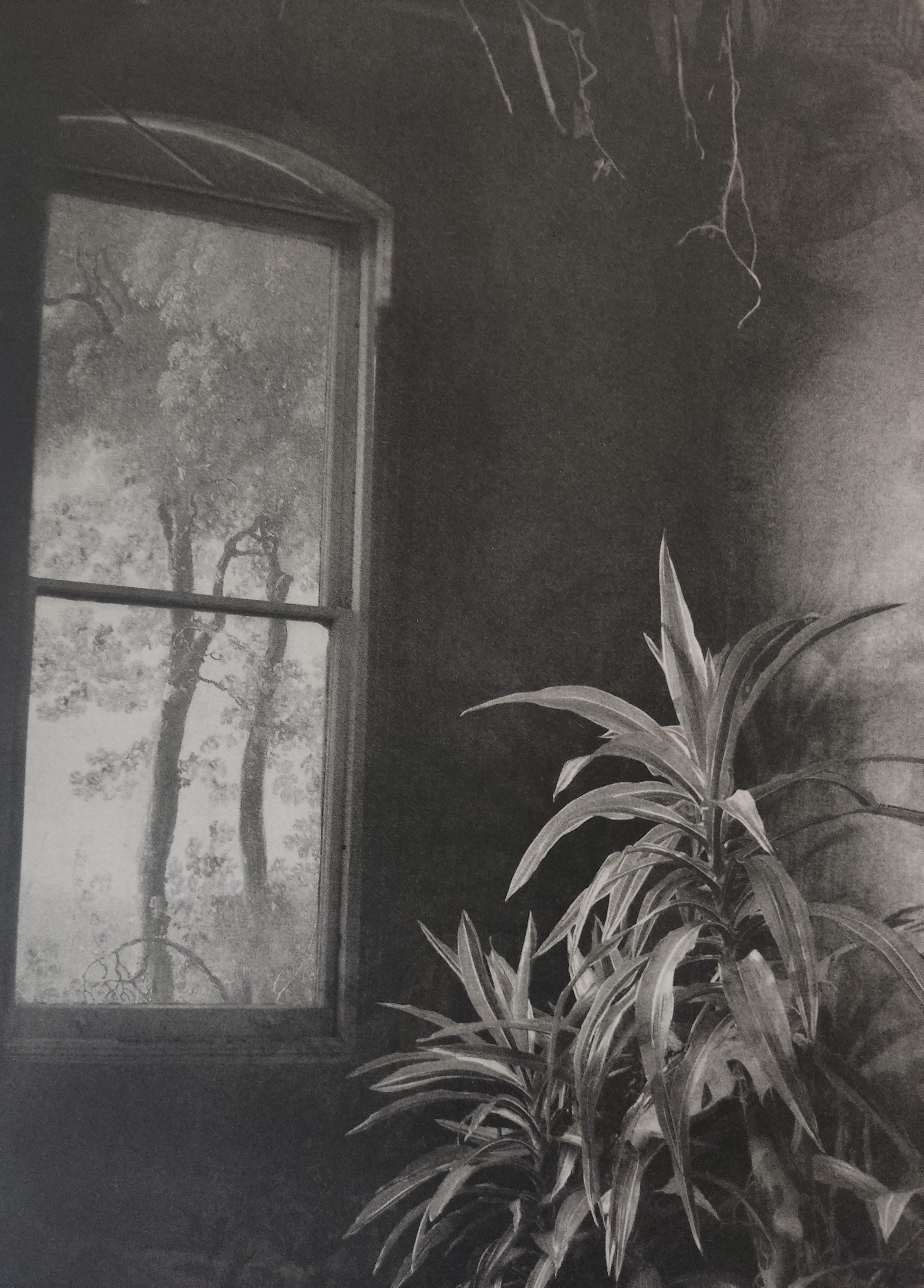 Vegetation unter Fenstern, Interieurfotografie, Fotomontage, Radierung, Pflanzen (Naturalismus), Print, von Suzanne Moxhay
