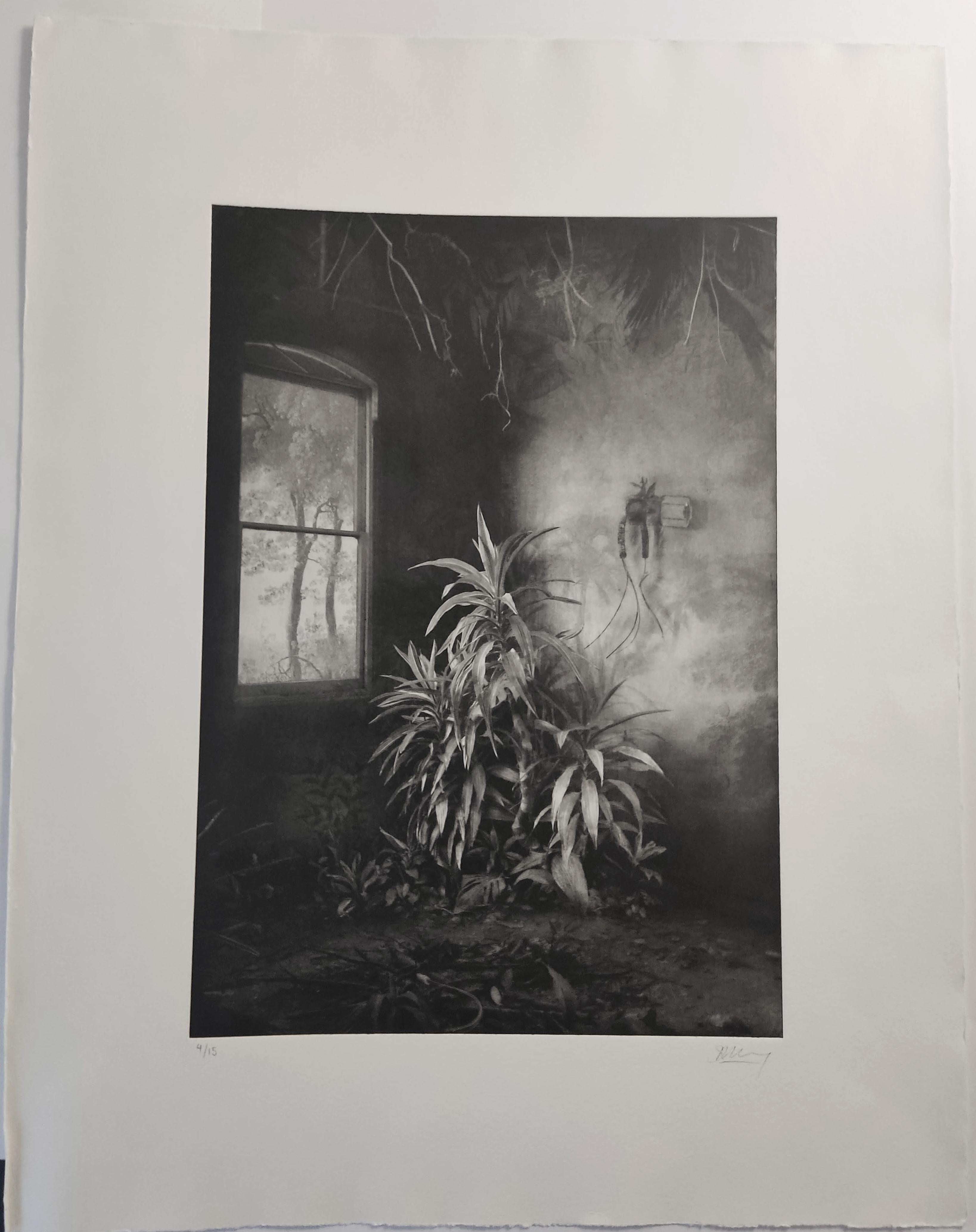 Vegetation unter Fenstern, Interieurfotografie, Fotomontage, Radierung, Pflanzen (Schwarz), Interior Print, von Suzanne Moxhay