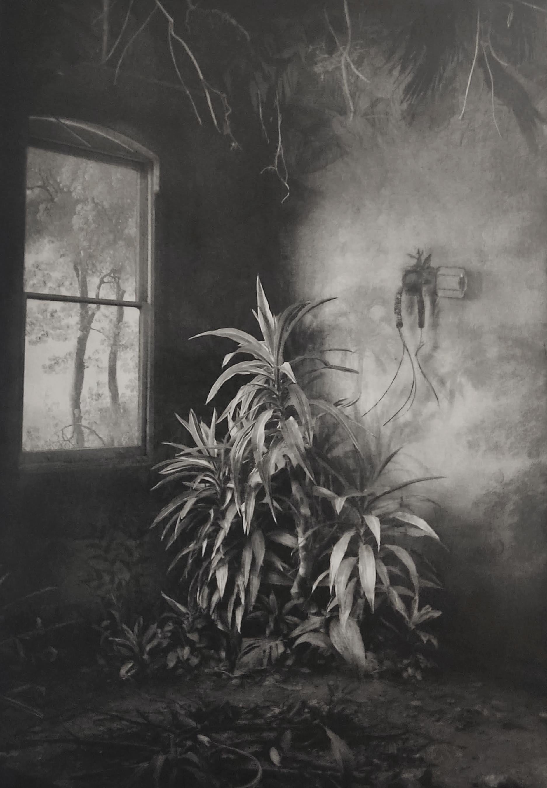 Interior Print Suzanne Moxhay - Végétation sous une fenêtre, Photographie d'intérieur, Photomontage, Gravure, Plantes