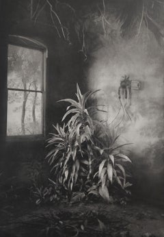 Végétation sous une fenêtre, Photographie d'intérieur, Photomontage, Gravure, Plantes