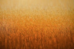 Oro d'estate - Pittura astratta Nature, Pittura, Acrilico su Tela