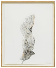 Uccello di Schrödingers 15