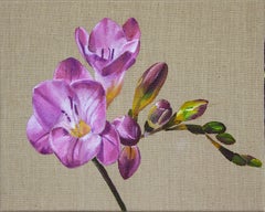 Fiore di Borgogna, Fresia