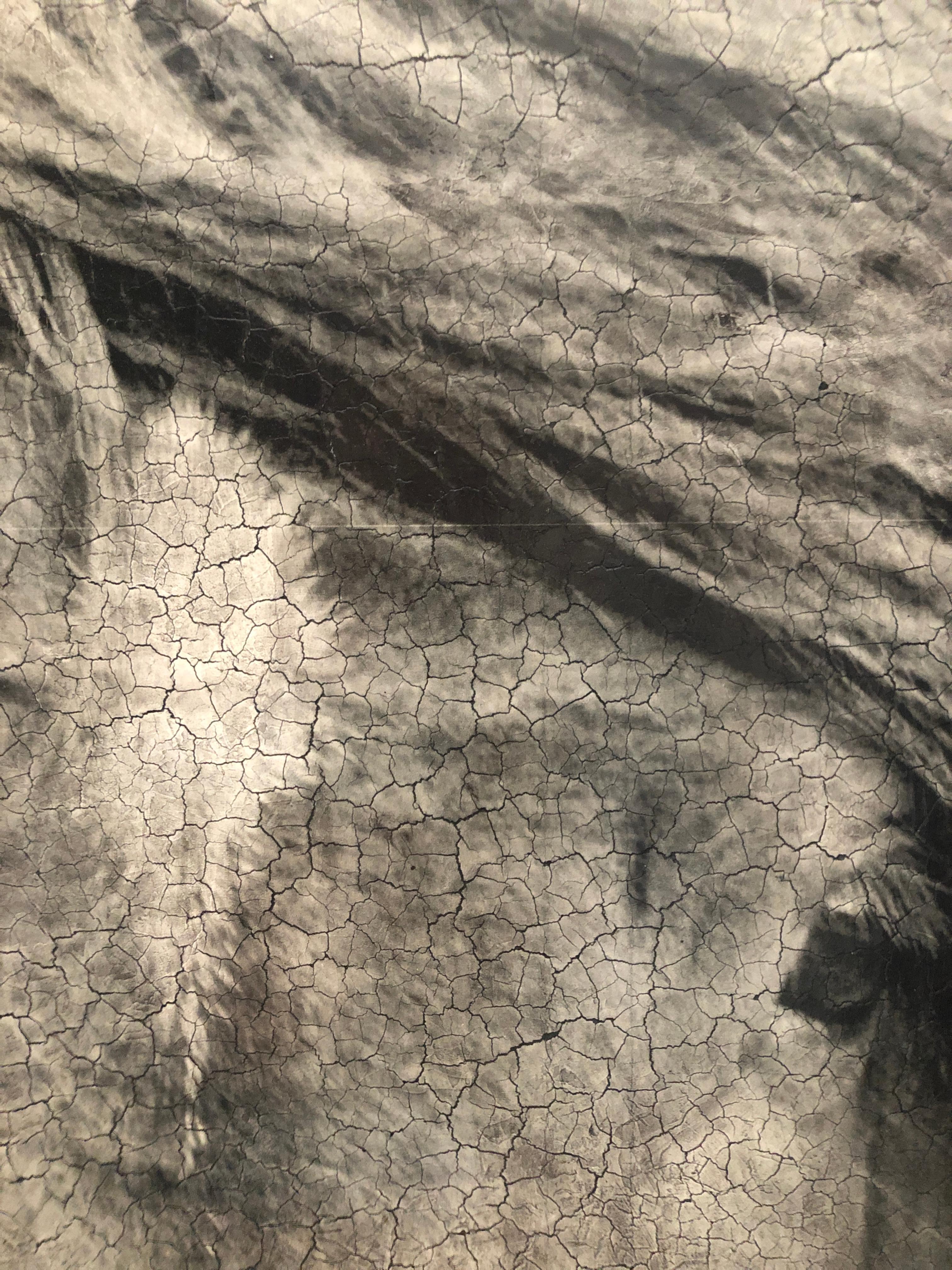 Gray Horse Portrait Large Contemporary Hyperrealistic Texture Mixed Media 72X72 2