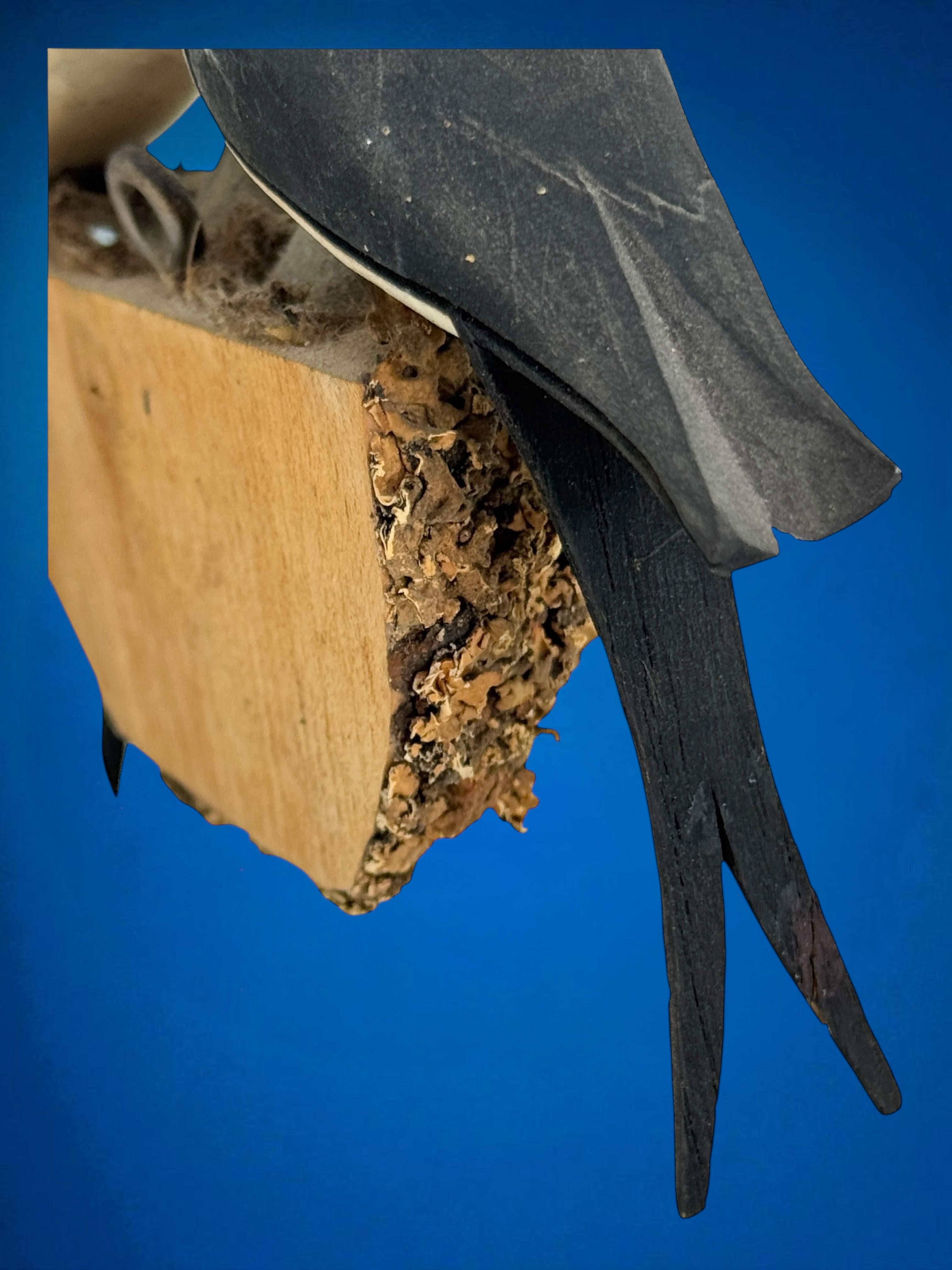 Swallow Nest Viechtauer Hand Carved Wood Bird Black Forest Folk Art Austria 1910 For Sale 12
