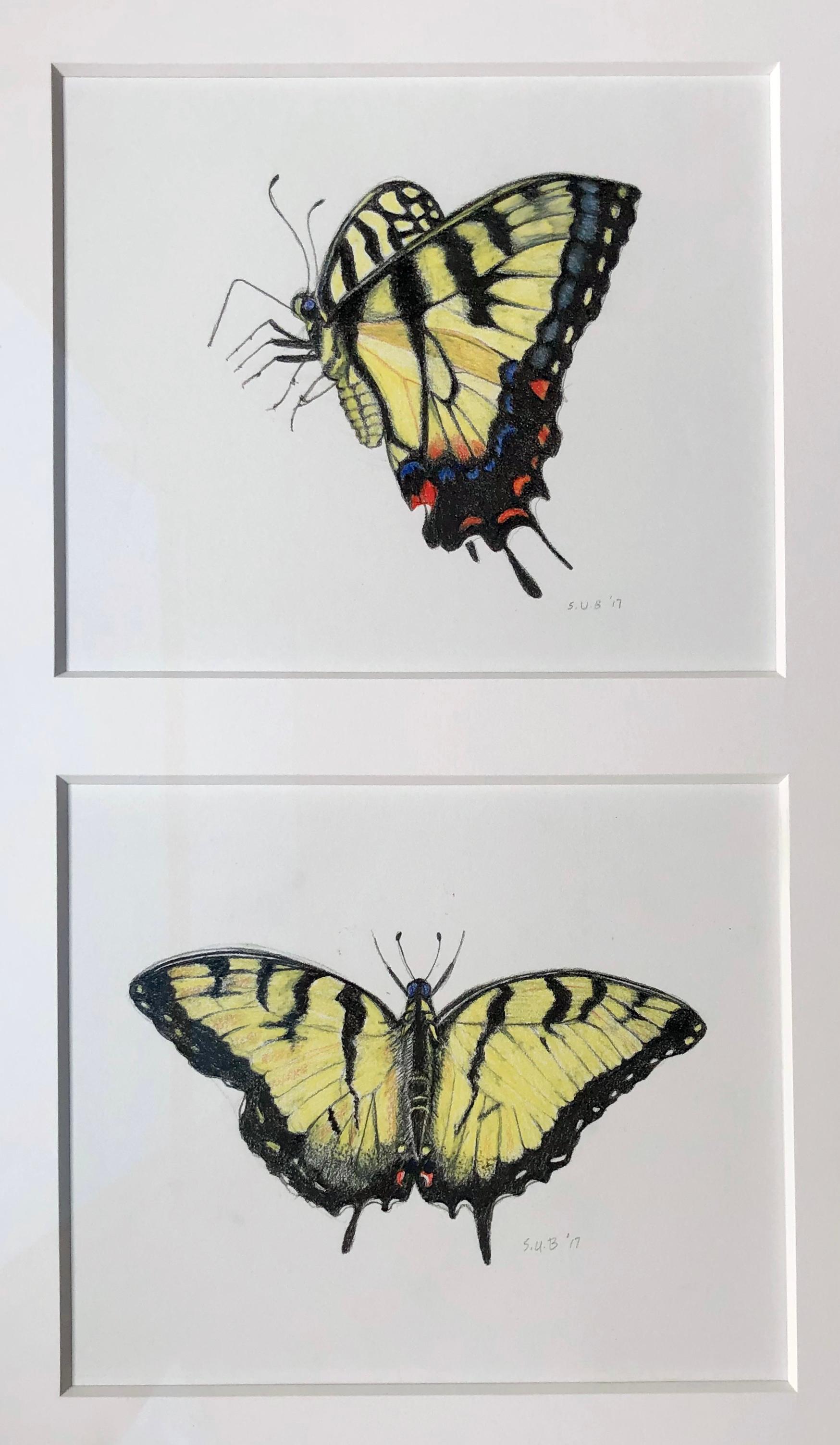 Reminiscent of John James Audubon specimen drawings, these two meticulously drawn swallow tail butterflies are matted separately and framed in a beautifully carved silver frame

Sylvia Beckman
Swallow Tails
colored pencil on paper
19H x 15.50W