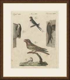 Swallows, Swifts and Nightjar, Antique Bertuch Print, circa 1805
