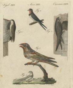 Swallows, Swifts and Nightjar, Antique Bertuch Print, circa 1805
