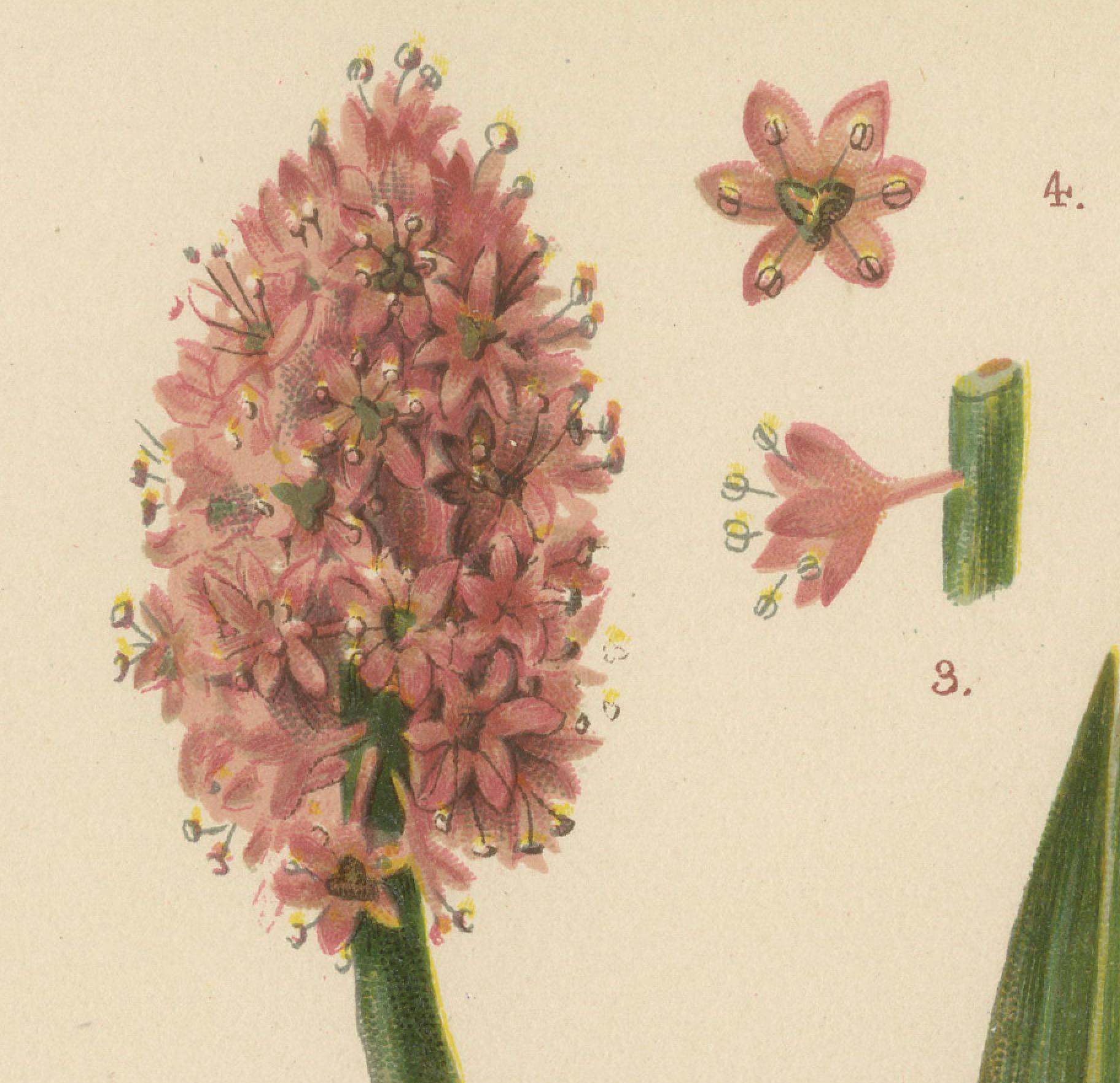 Swamp Pink Splendor: Helonias bullata, 1879 In Good Condition In Langweer, NL