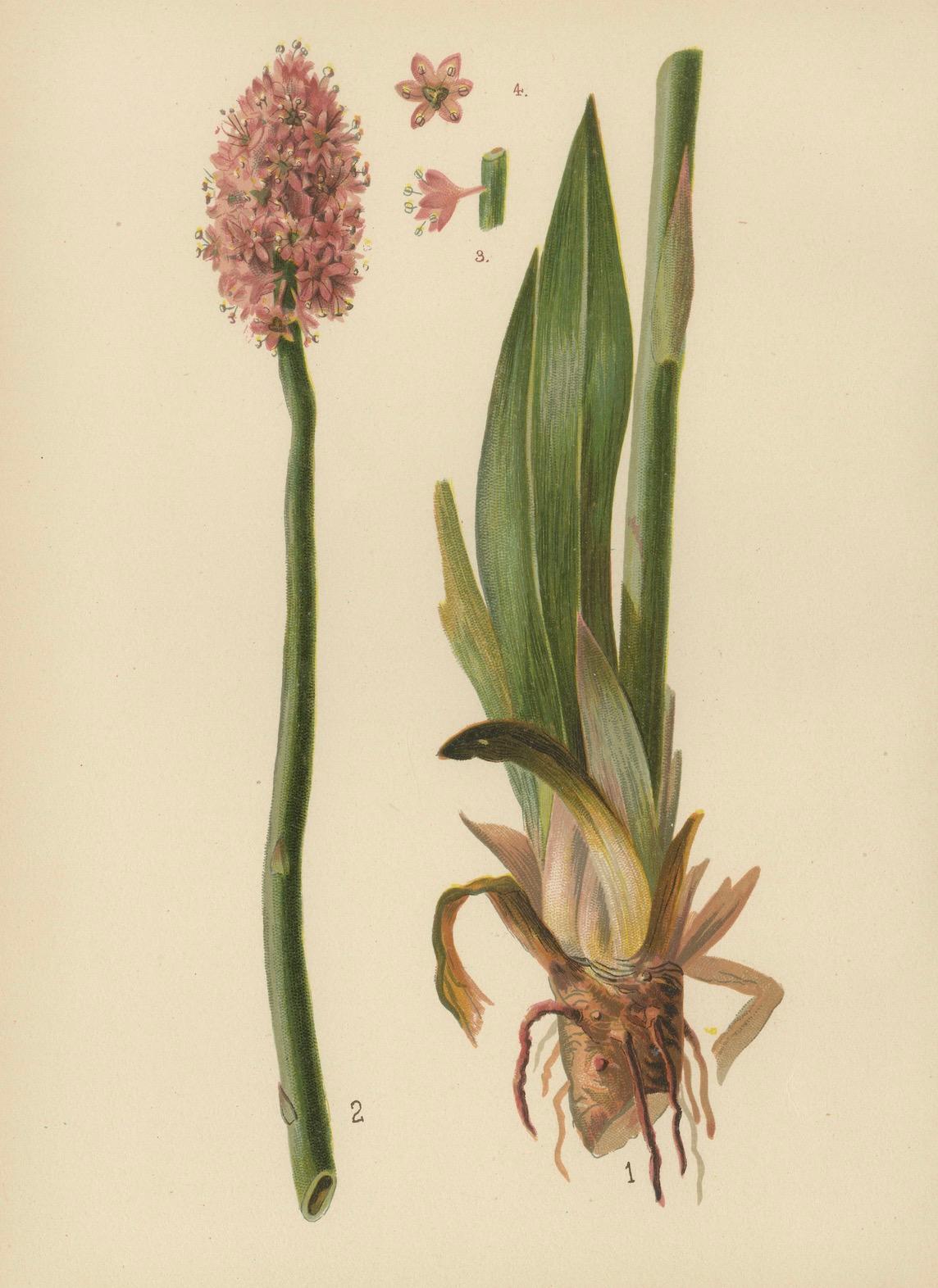 Late 19th Century Swamp Pink Splendor: Helonias bullata, 1879