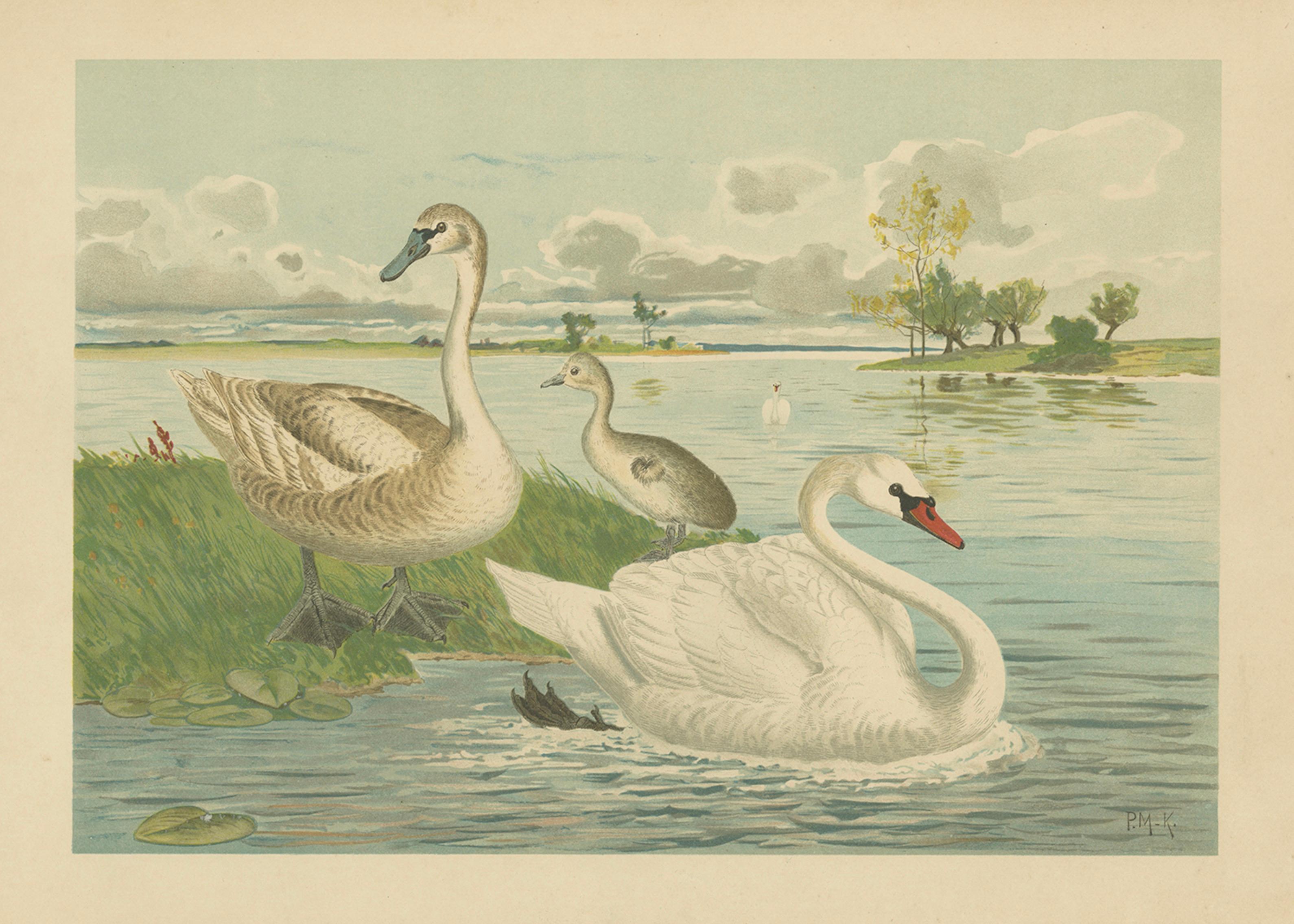 Swans on a Quiet Lake – Graceful Antique Bird Chromolithograph c.1880