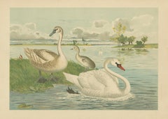 Schwäne auf einem ruhigen See - Anmutiger antiker Vogel Chromolithographie um 1880