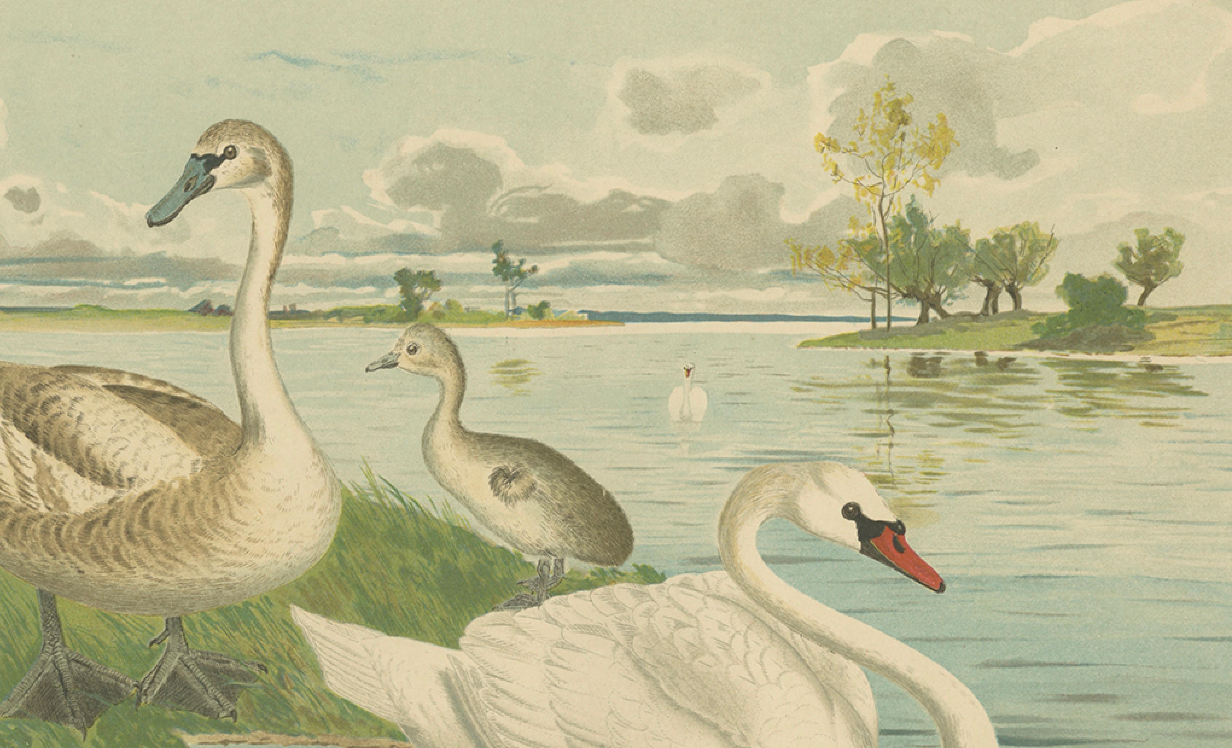 Swans on a Quiet Lake – Graceful Antique Bird Chromolithograph c.1880
