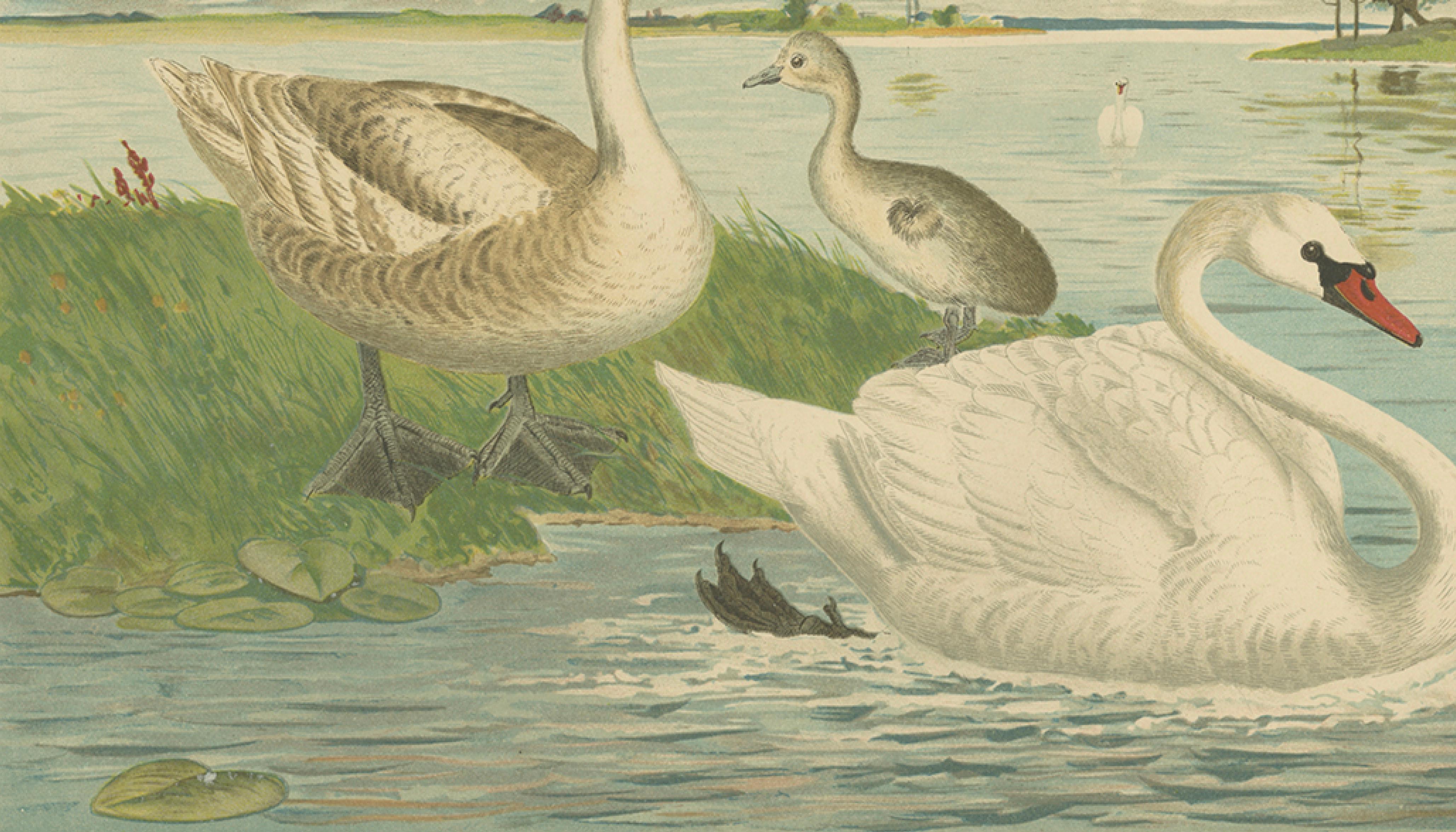Swans on a Quiet Lake – Graceful Antique Bird Chromolithograph c.1880