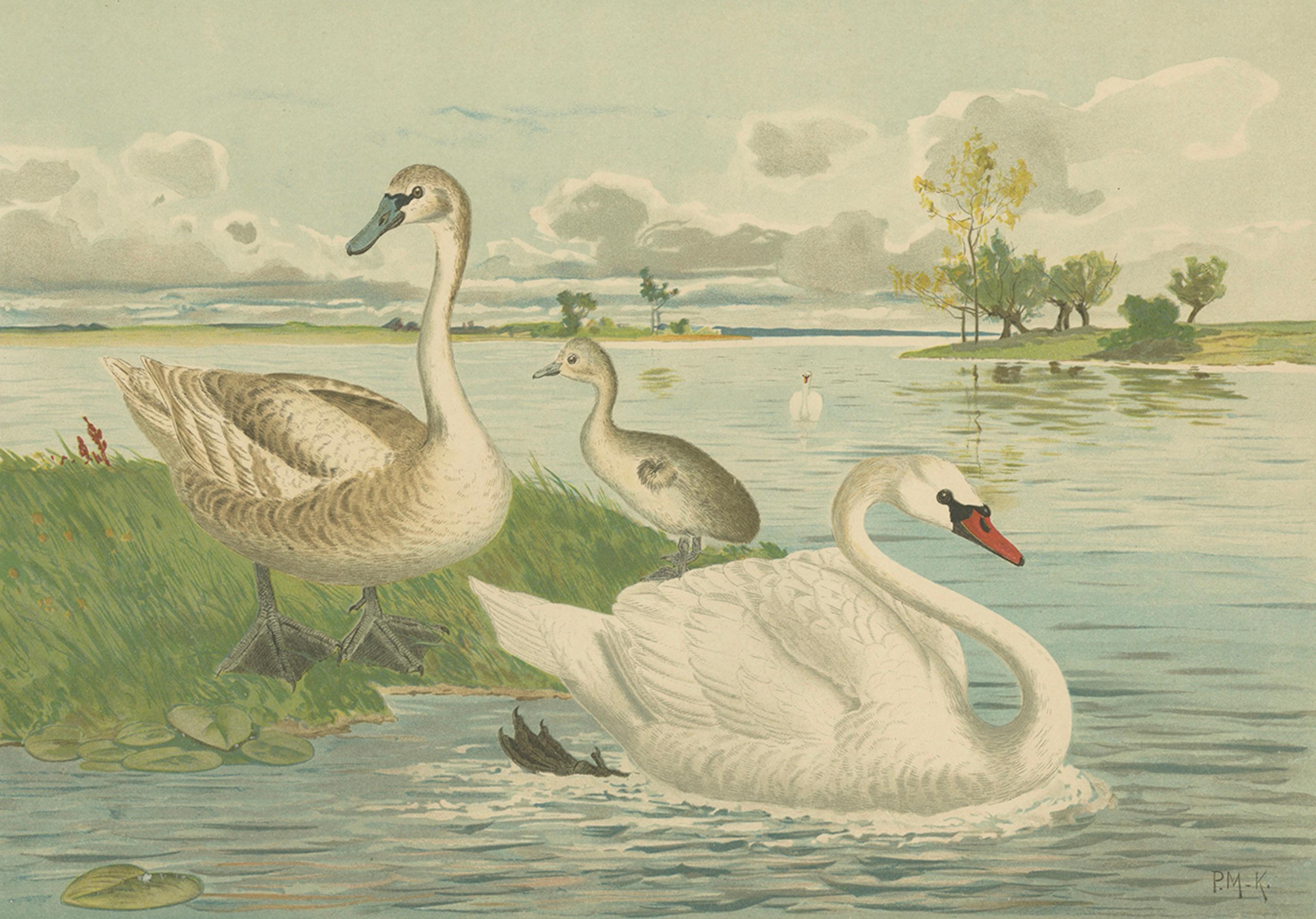 Swans on a Quiet Lake – Graceful Antique Bird Chromolithograph c.1880