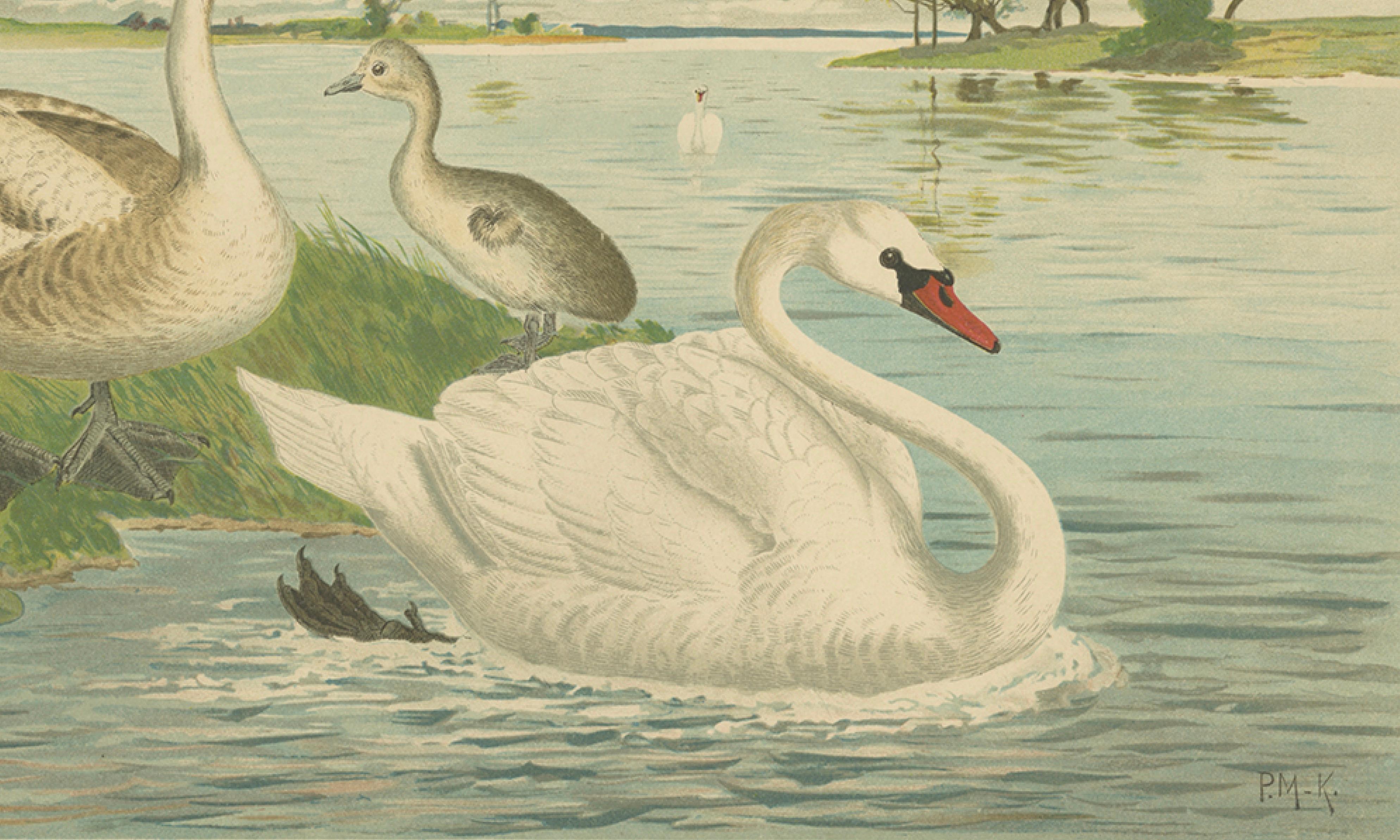 Swans on a Quiet Lake – Graceful Antique Bird Chromolithograph c.1880