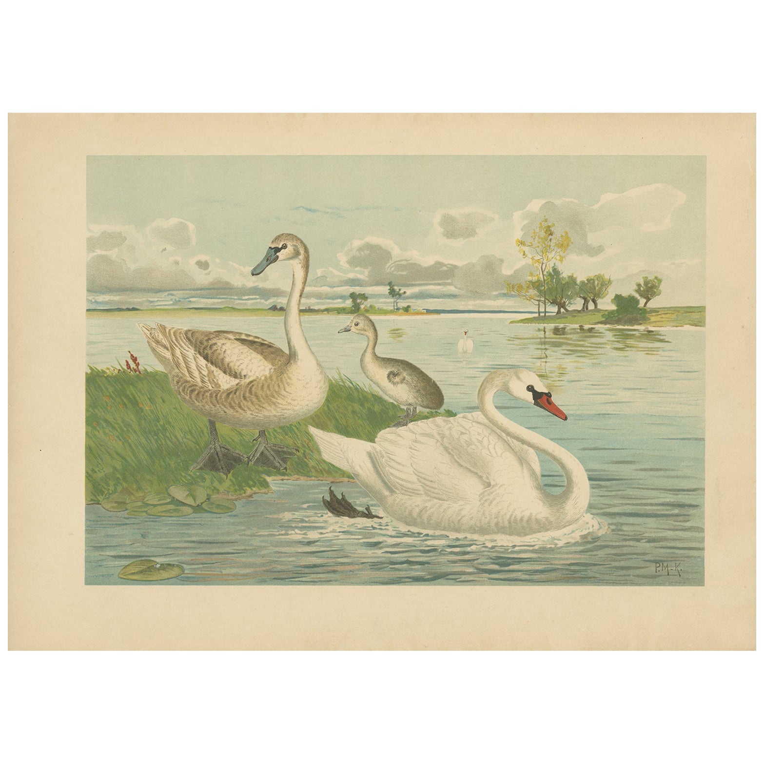 Swans on a Quiet Lake – Graceful Antique Bird Chromolithograph c.1880 For Sale
