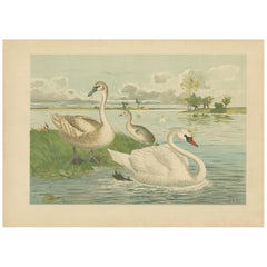 Swans on a Quiet Lake – Graceful Antique Bird Chromolithograph c.1880