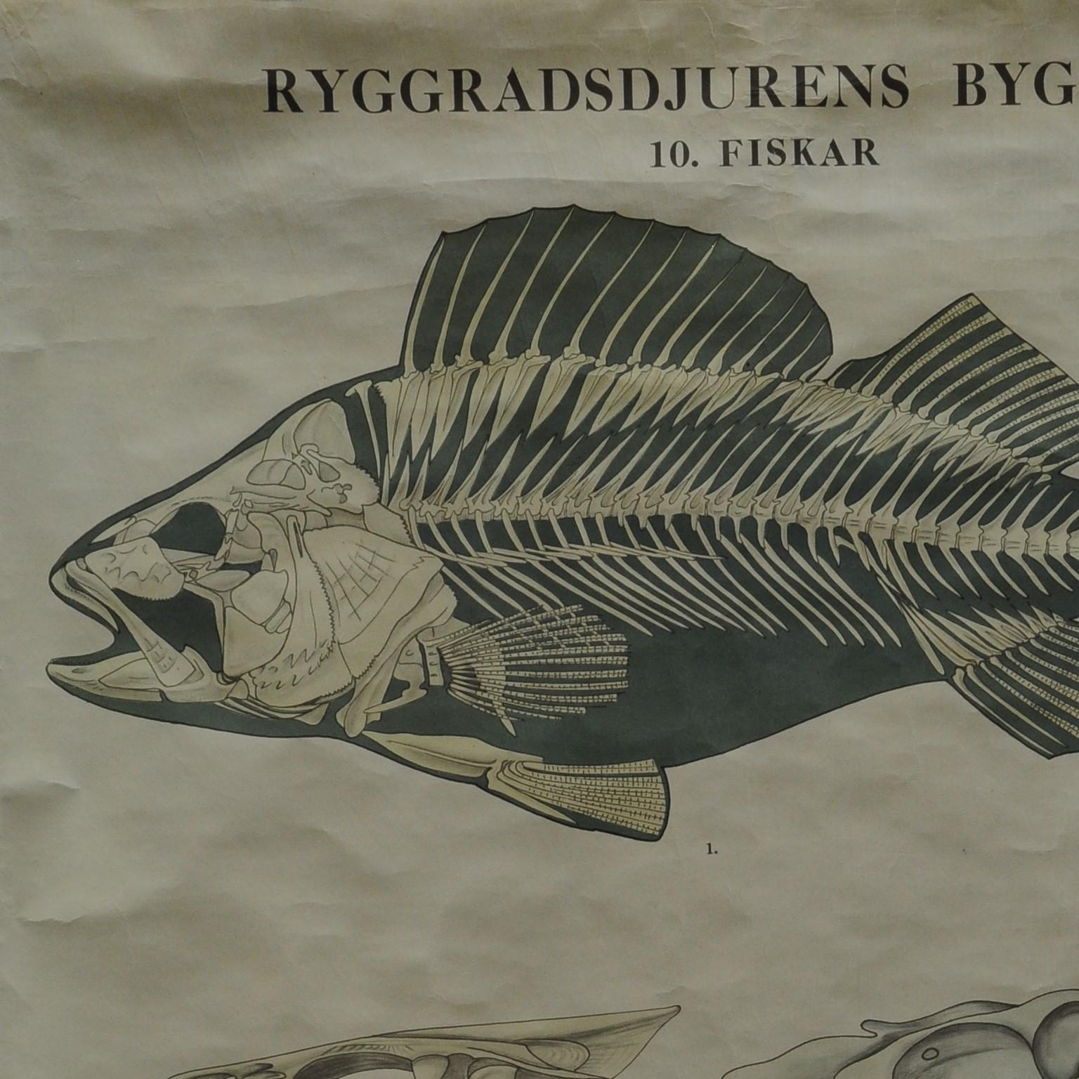 The pull-down Swedish wall chart illustrates the bone structure of a fish. Black and white print on paper reinforced with canvas. Published by Ryggradsjurens Byggnad 10. fiskar.
Measurements:
Width 70cm (27.56 inch)
Heigth 99 cm (38.98 inch)

The