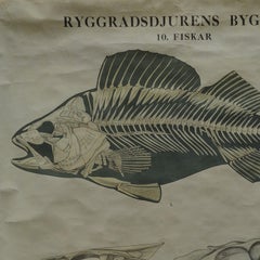 Swedisch Vintage Rollable Black and White Wall Chart Skeleton of a Fish