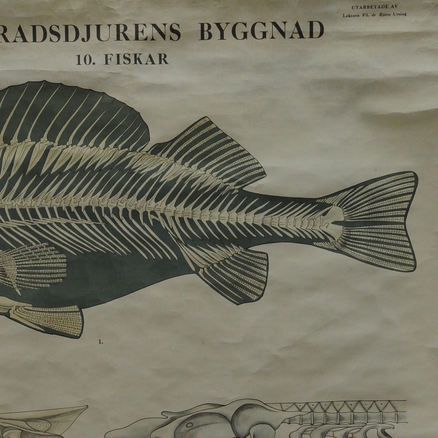 Rollbare schwarz-weiße Swedisch-Wandtafel mit Skelett eines Fisches (Land) im Angebot