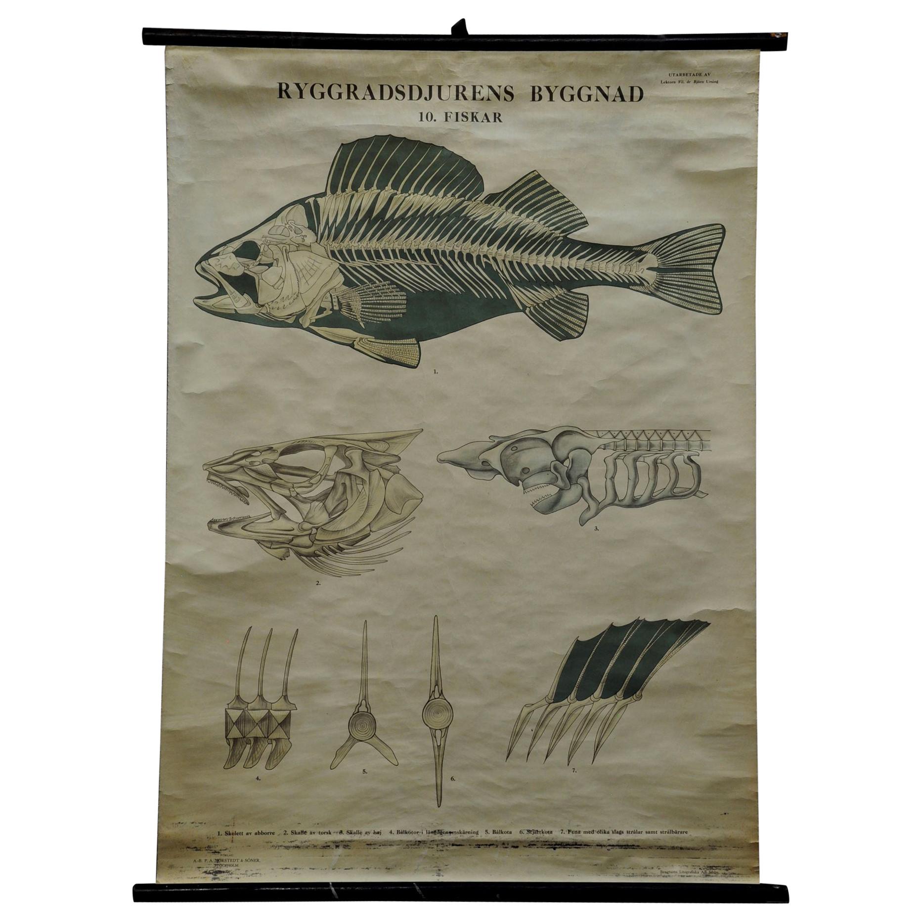 Swedisch Vintage Rollable Black and White Wall Chart Skeleton of a Fish For Sale