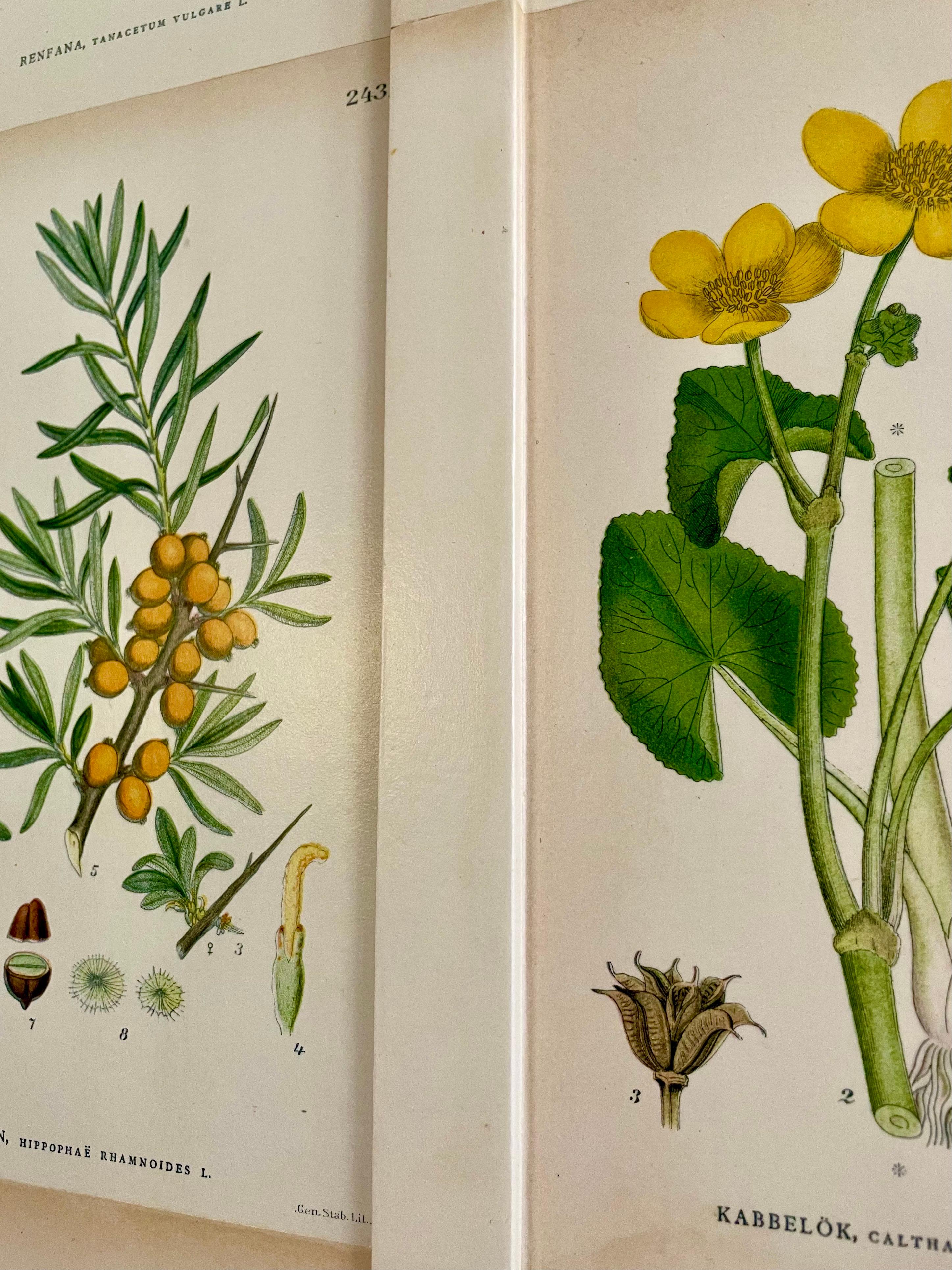 Birch Swedish 1930s Botanical Cabinet in Josef Frank's Style with Nordens Flora Decor