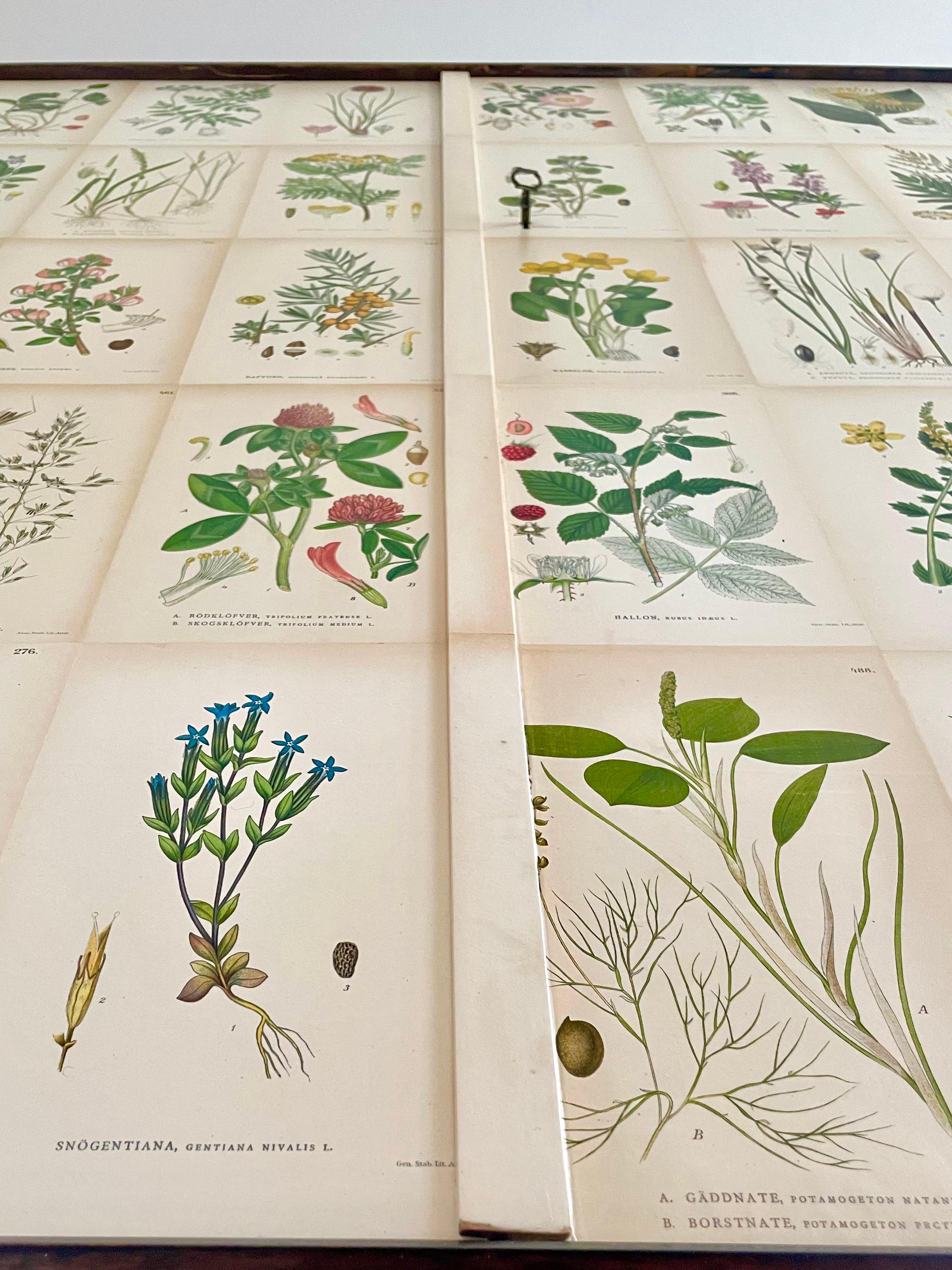 Swedish 1930s Botanical Cabinet in Josef Frank's Style with Nordens Flora Decor 1