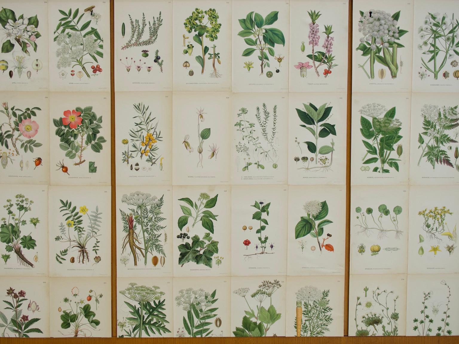 Swedish Cabinet of Elm with Nordens Flora Illustrations 9