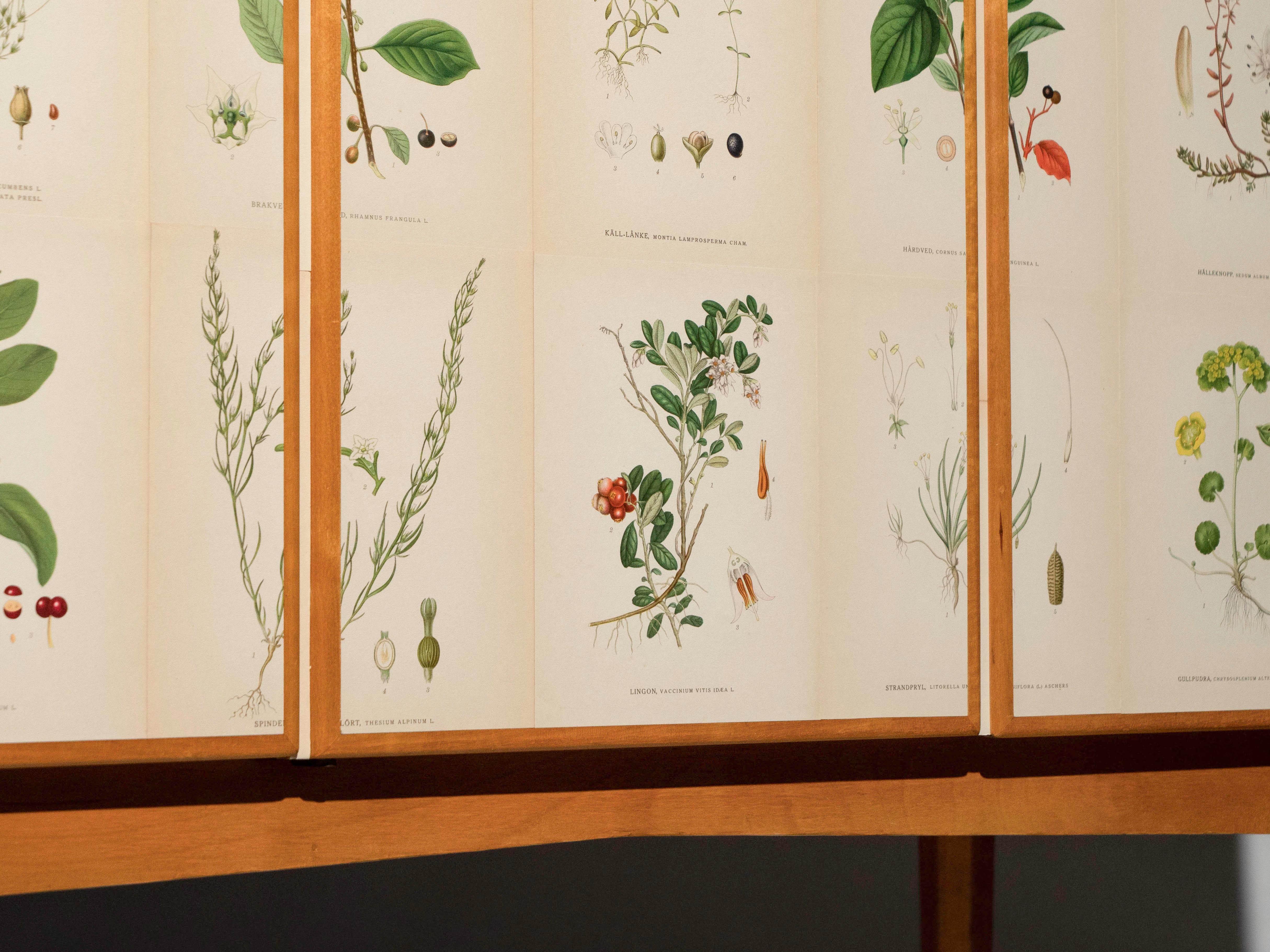 Swedish Elm Cabinet with Nordens Flora Illustrations, Josef Frank Style en venta 4