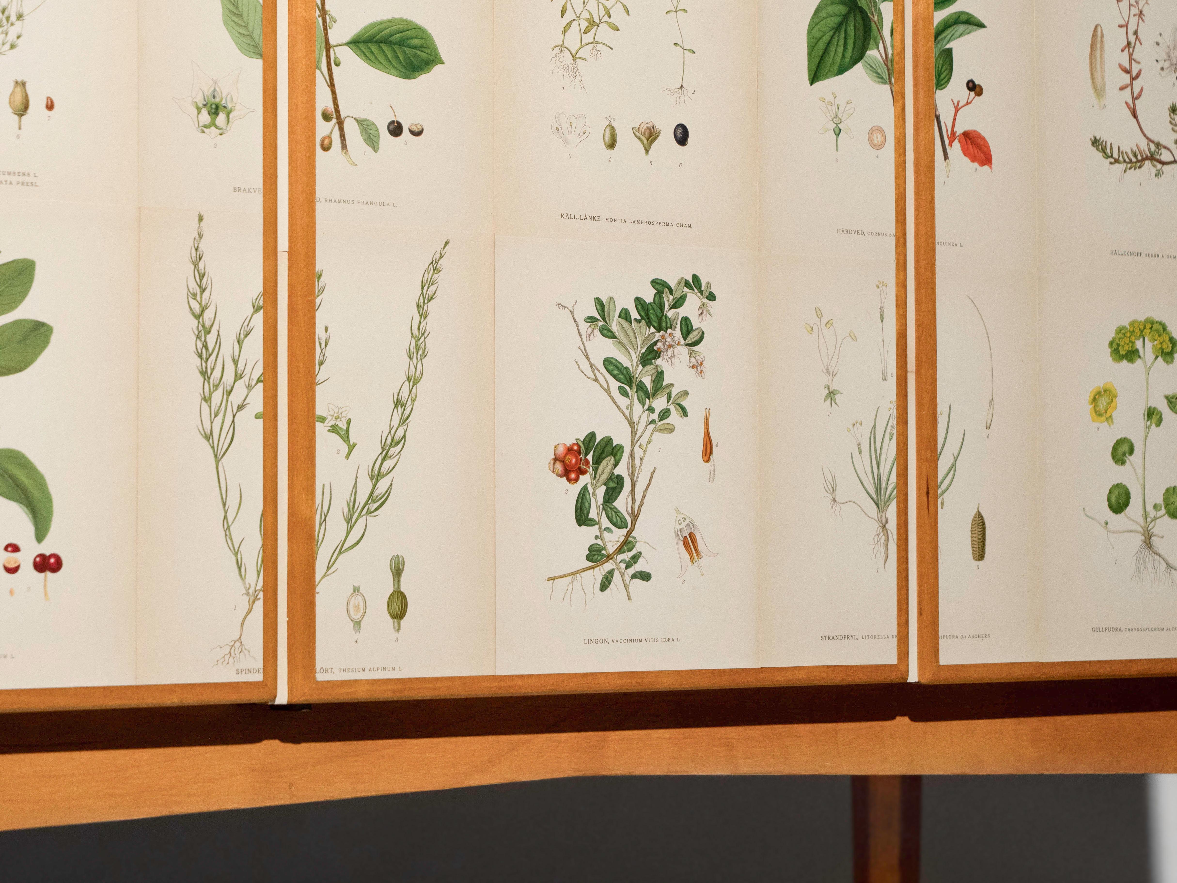 Swedish Elm Cabinet with Nordens Flora Illustrations, Josef Frank Style 7