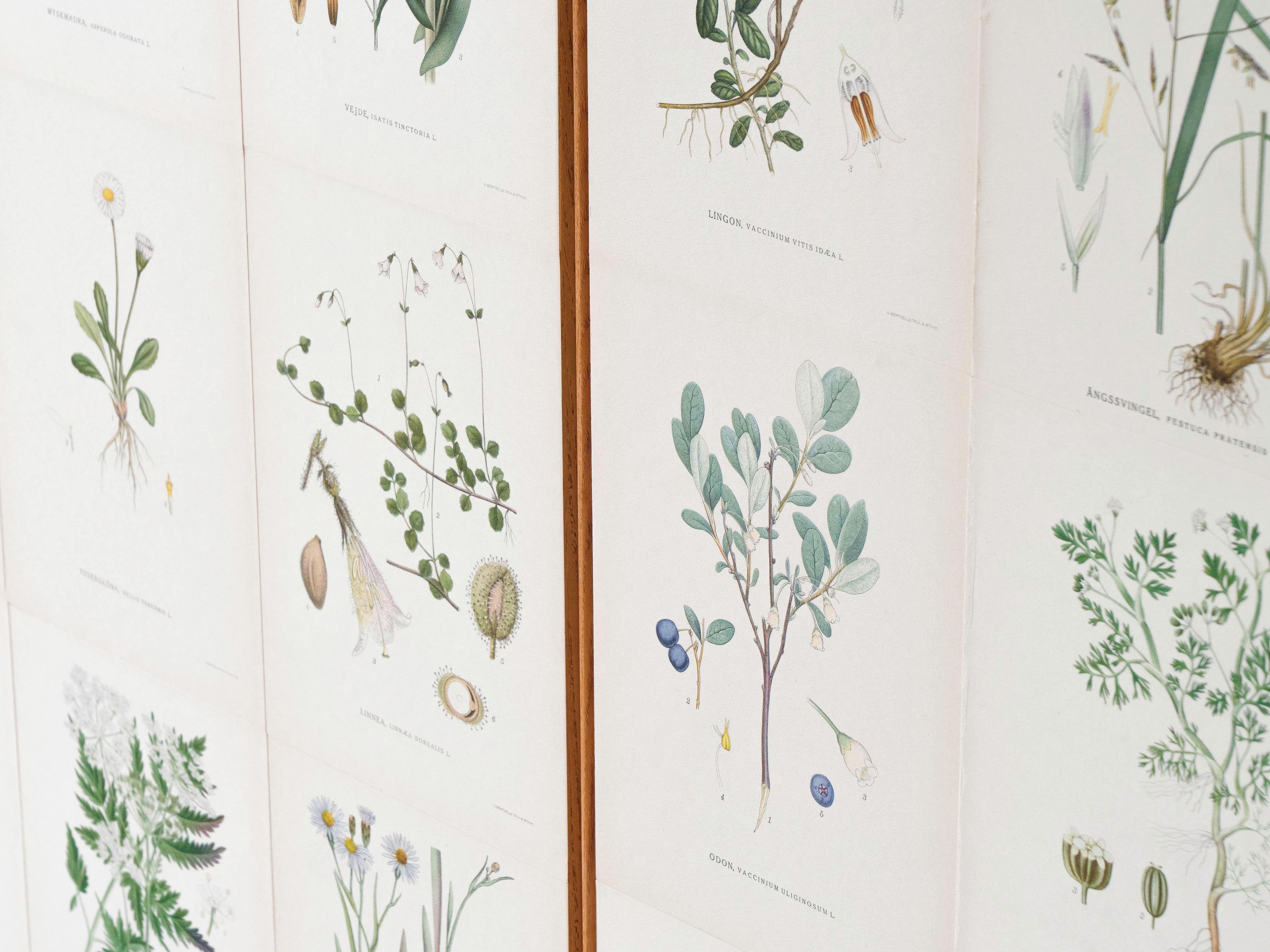 Swedish Elm Cabinet with Nordens Flora Illustrations, Josef Frank Style 2