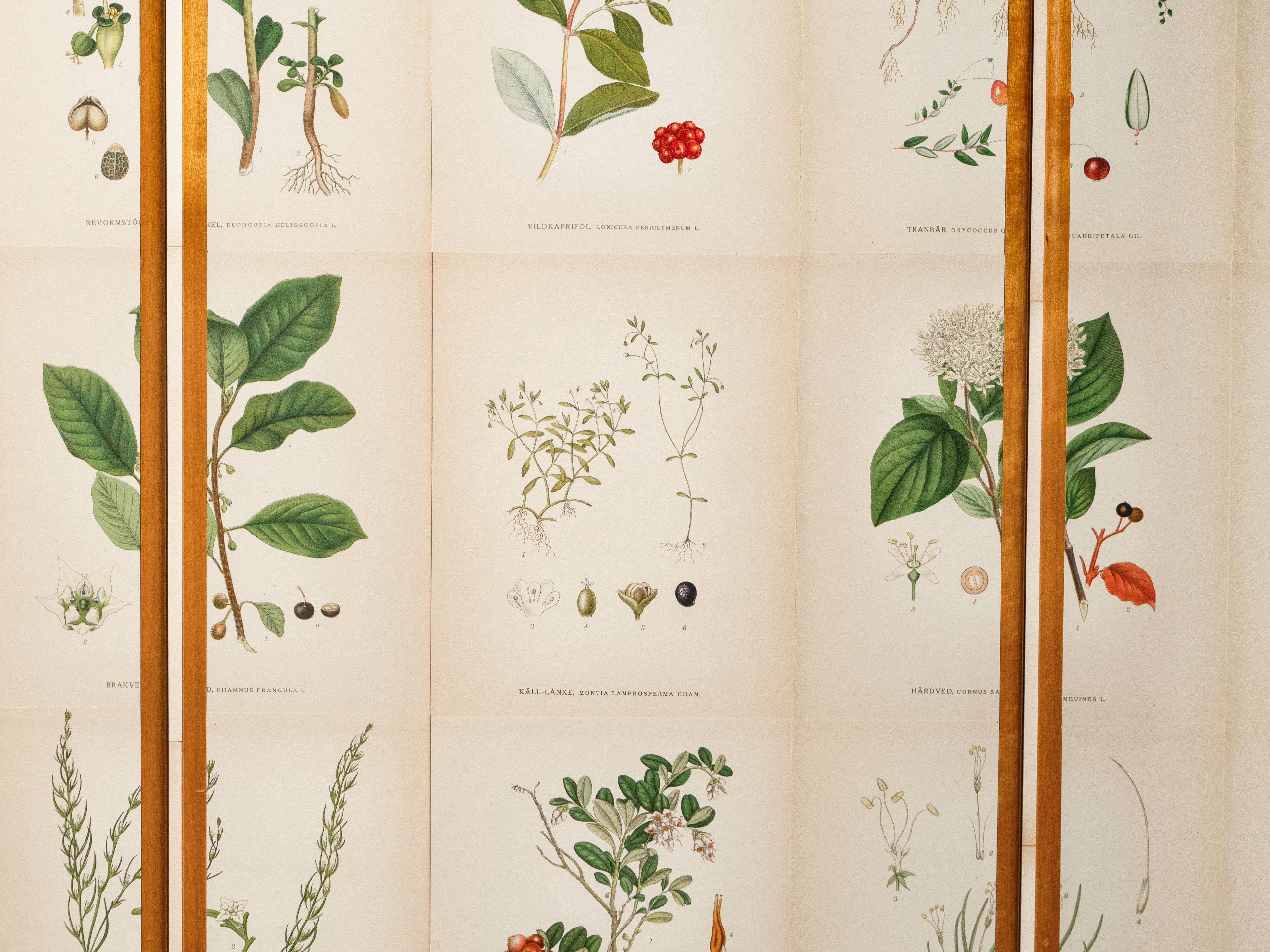 Swedish Elm Cabinet with Nordens Flora Illustrations, Josef Frank Style en venta 1